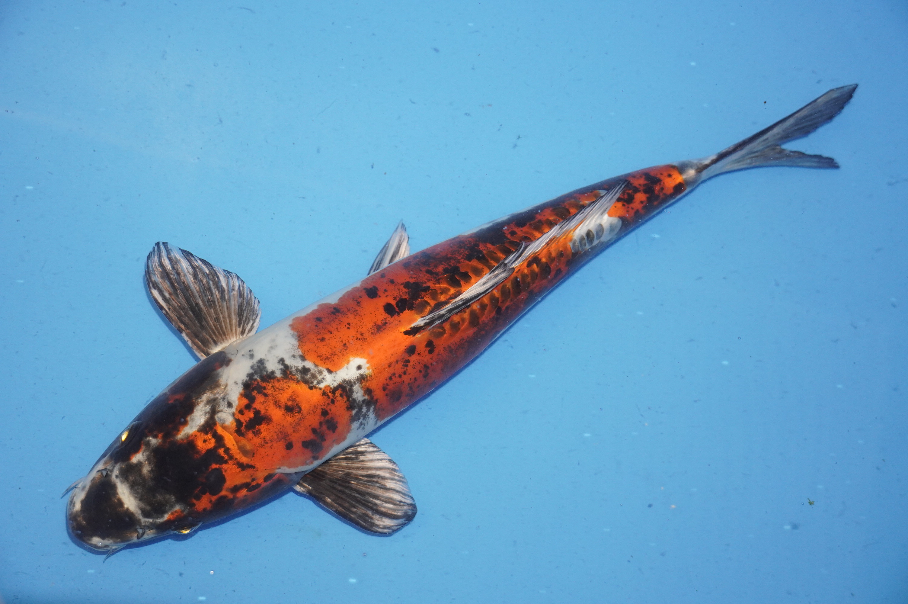 Beni Kikukuryo (43cm) von der Yamasan Koi Farm (Yamazaki) (Japan) IdentNr.: 9085
