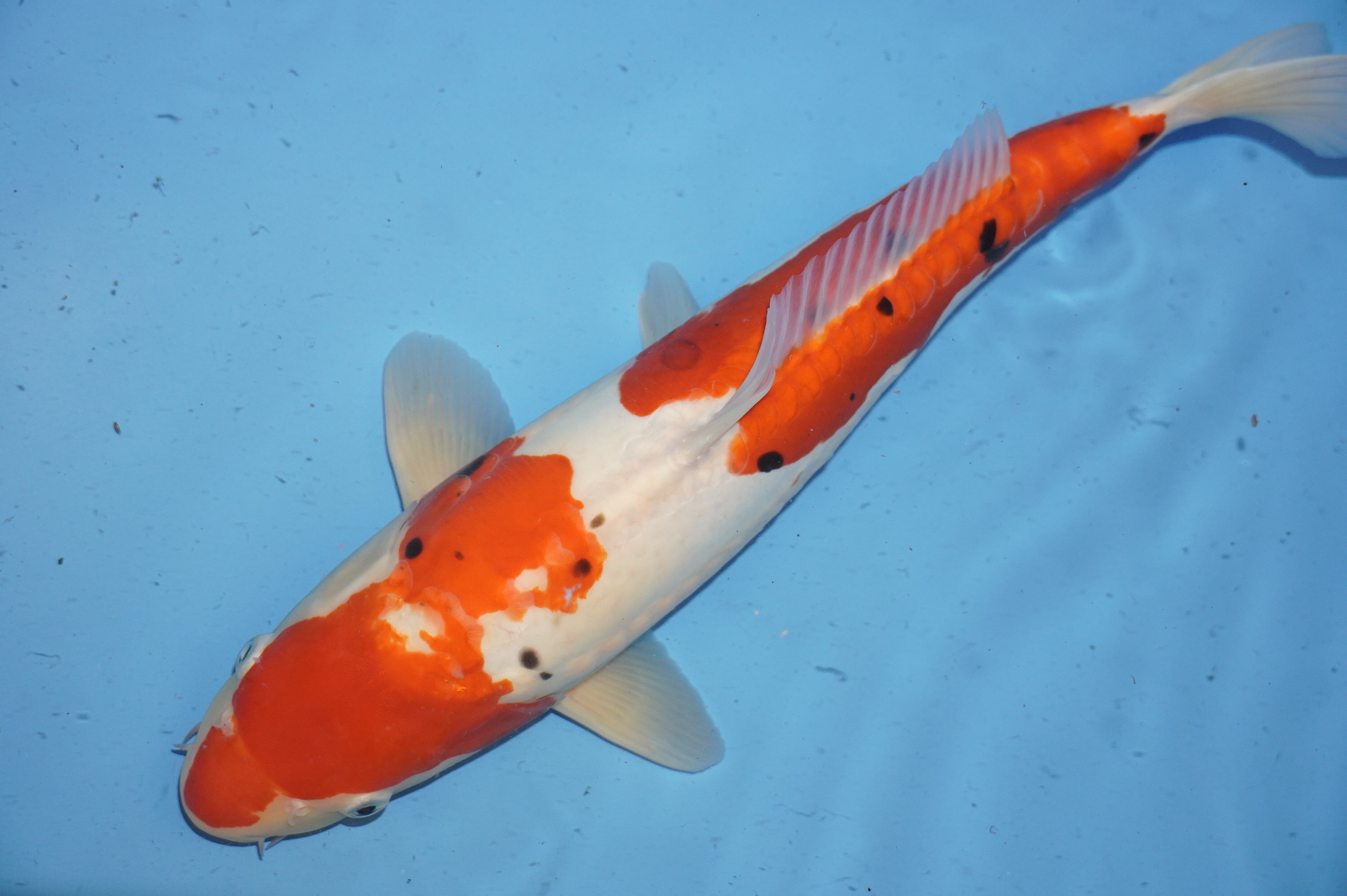 Doitsu Sanke (43cm) von der Ozumi Ikarashi Koi Farm (Japan) IdentNr.: 9923