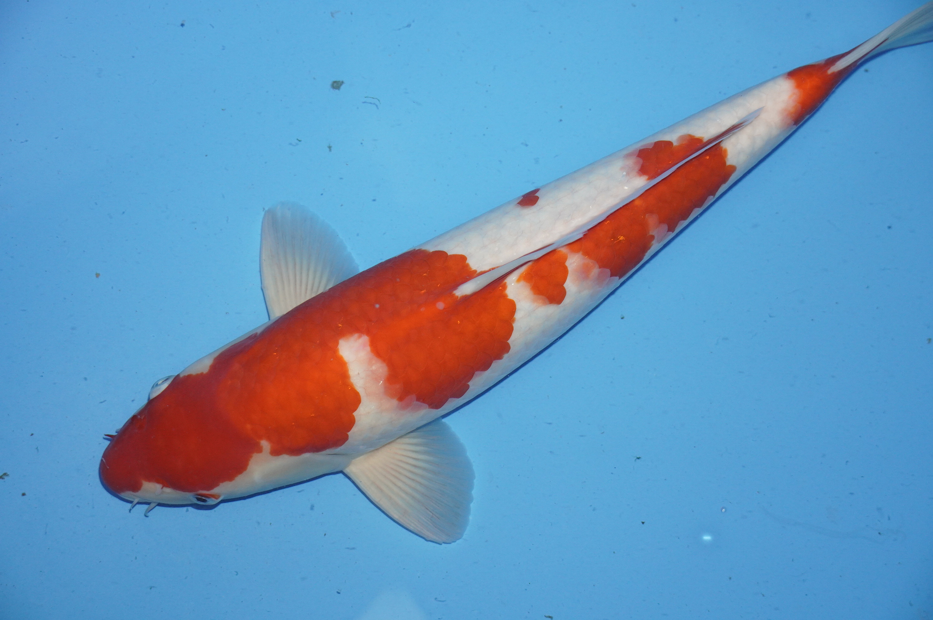 Kohaku (42cm) von der Mano Koi Farm (Japan) IdentNr.: 9997