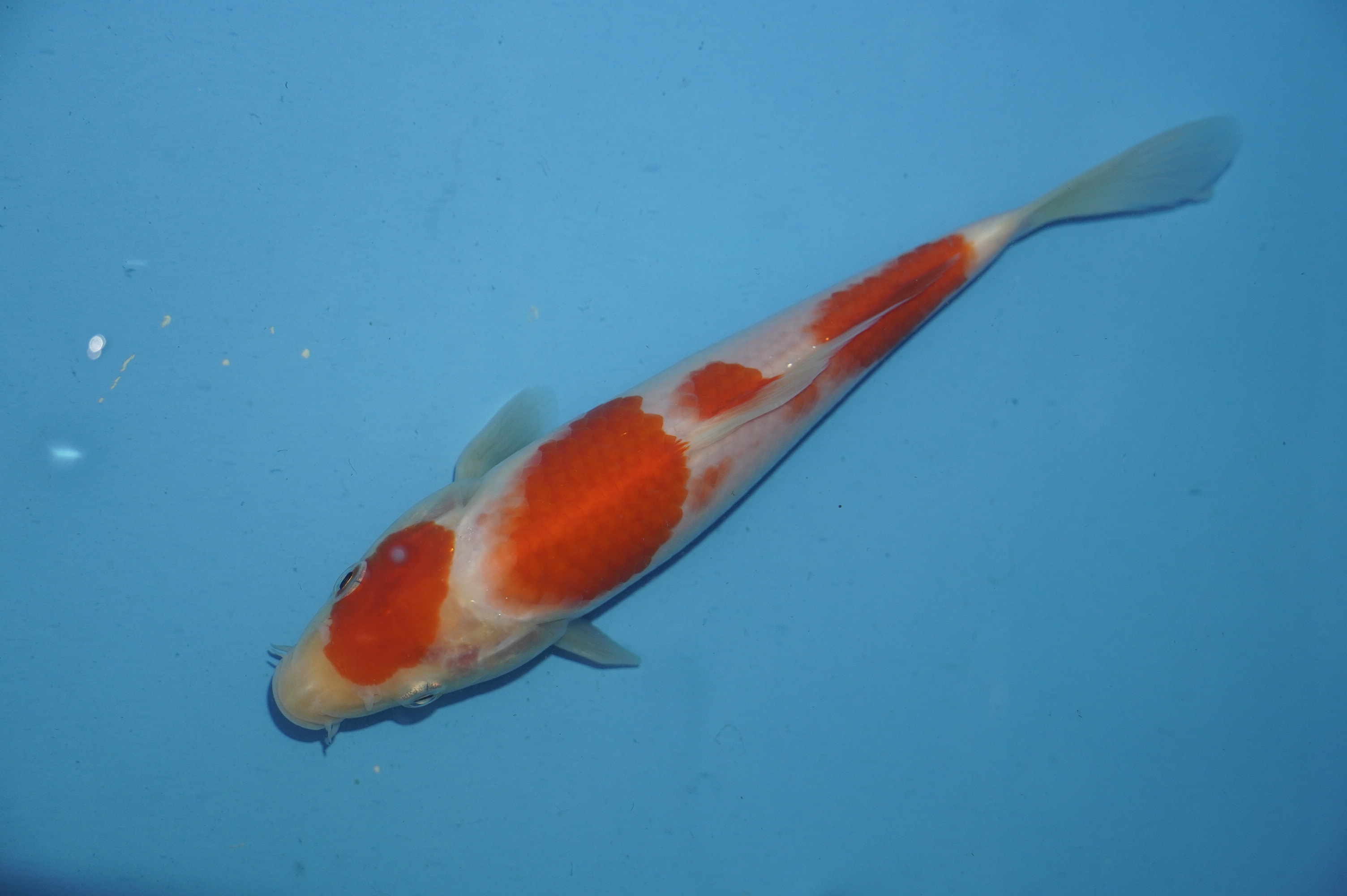 Kohaku (22cm) von der Miyako Koifarm (Japan) IdentNr.: 10111