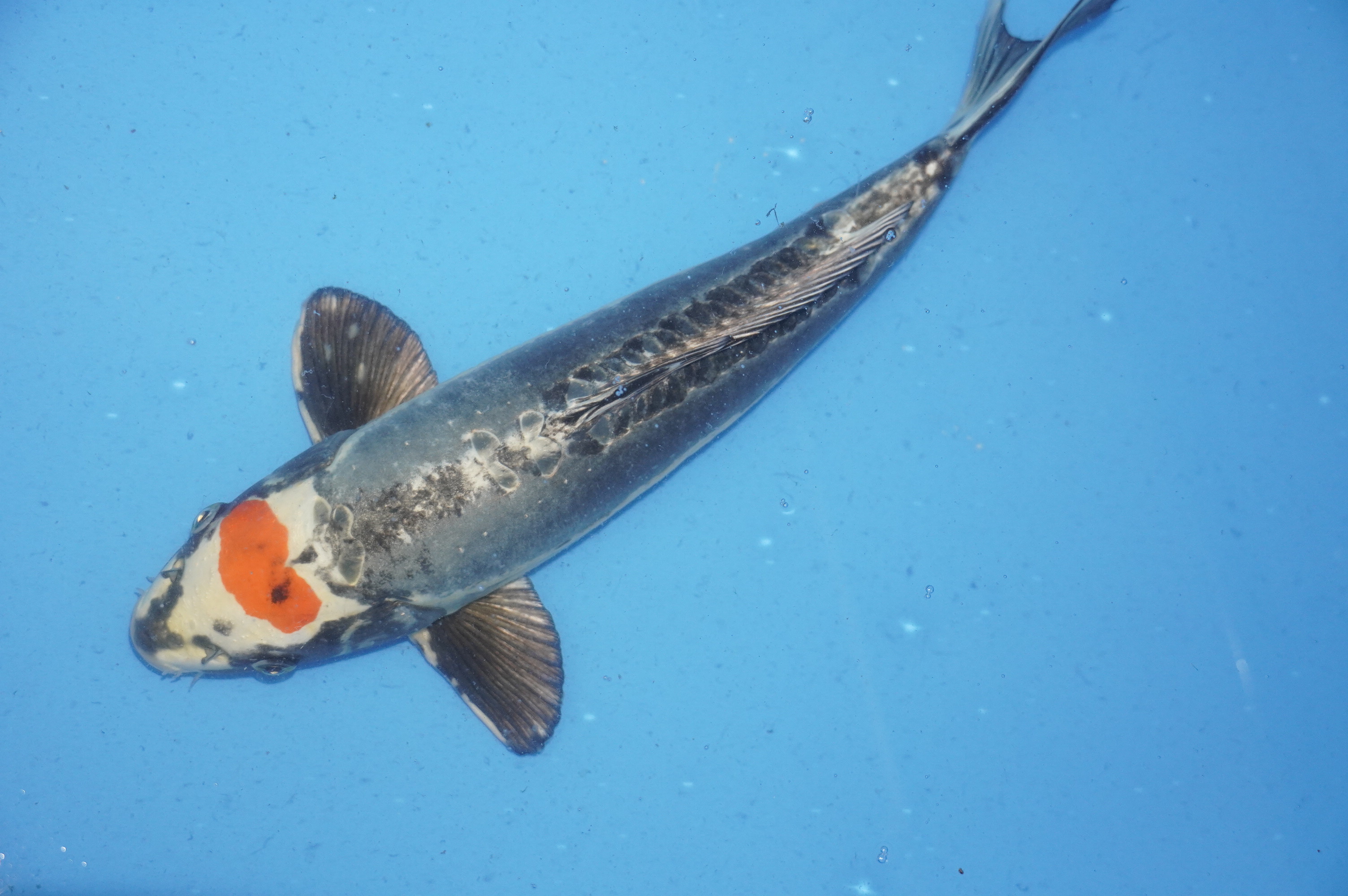 Beni Kikukuryo (38cm) von der Ozumi Ikarashi Koi Farm (Japan) IdentNr.: 9920