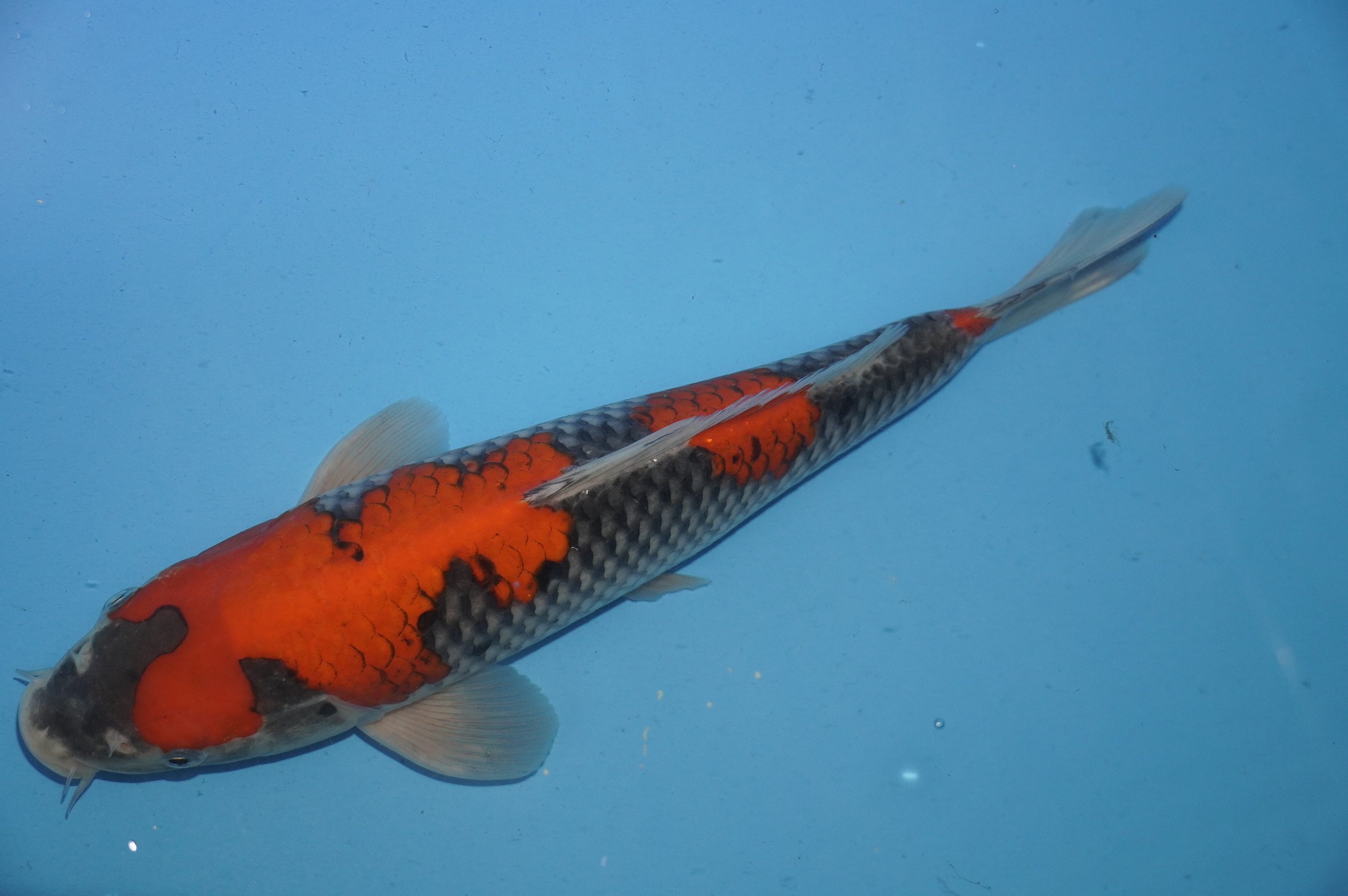 Goshiki (31cm) von der Miyako Koifarm (Japan) IdentNr.: 10235