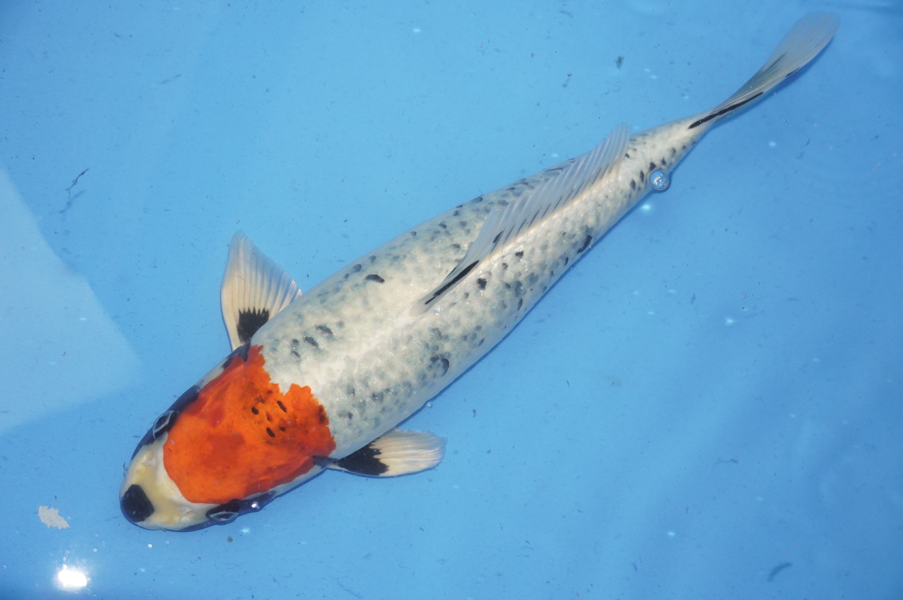 Kawarimono (40cm) von der Ozumi Ikarashi Koi Farm (Japan) IdentNr.: 9954