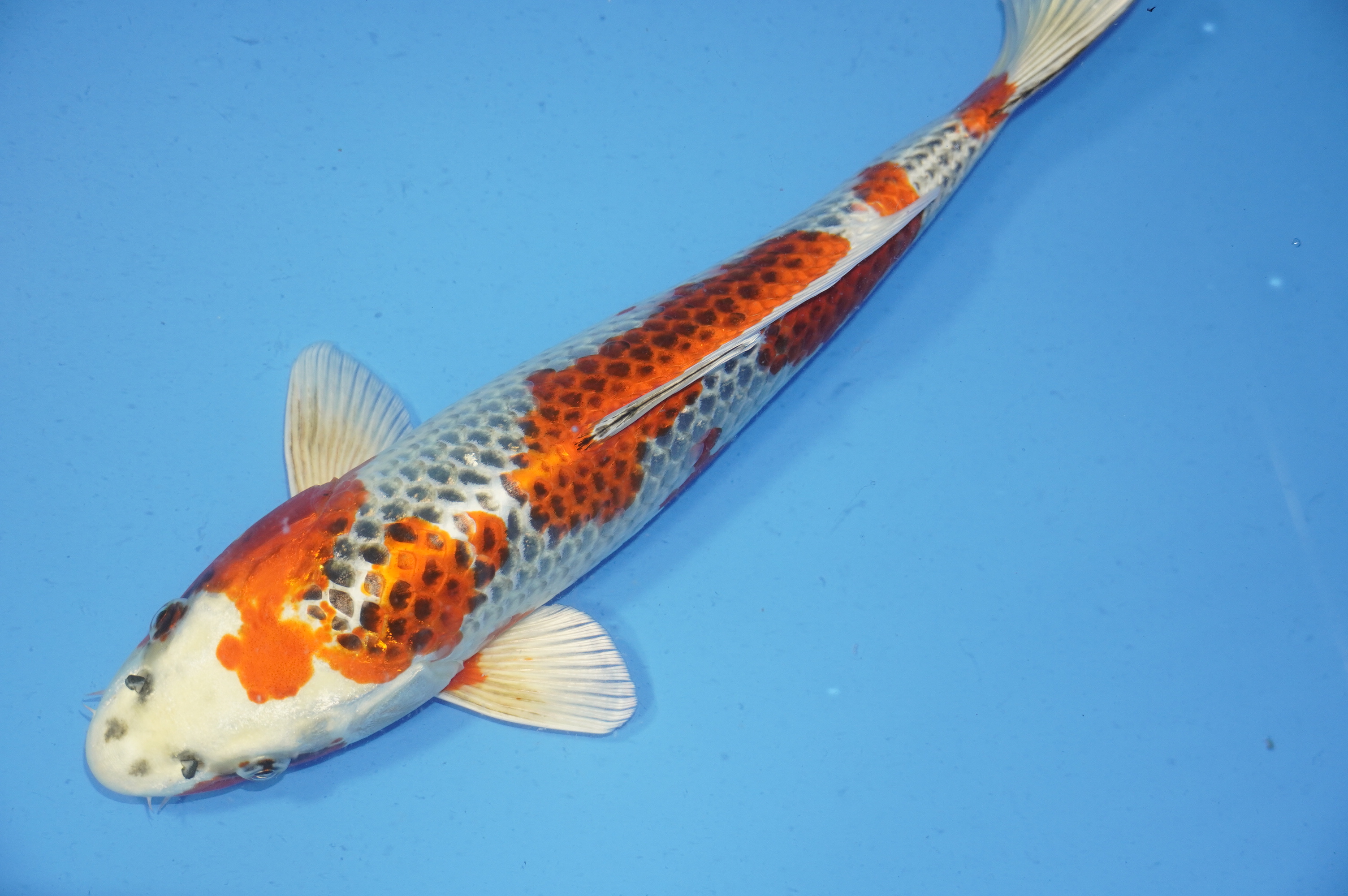 Kujaku (41cm) von der Yamasan Koi Farm (Yamazaki) (Japan) IdentNr.: 9714