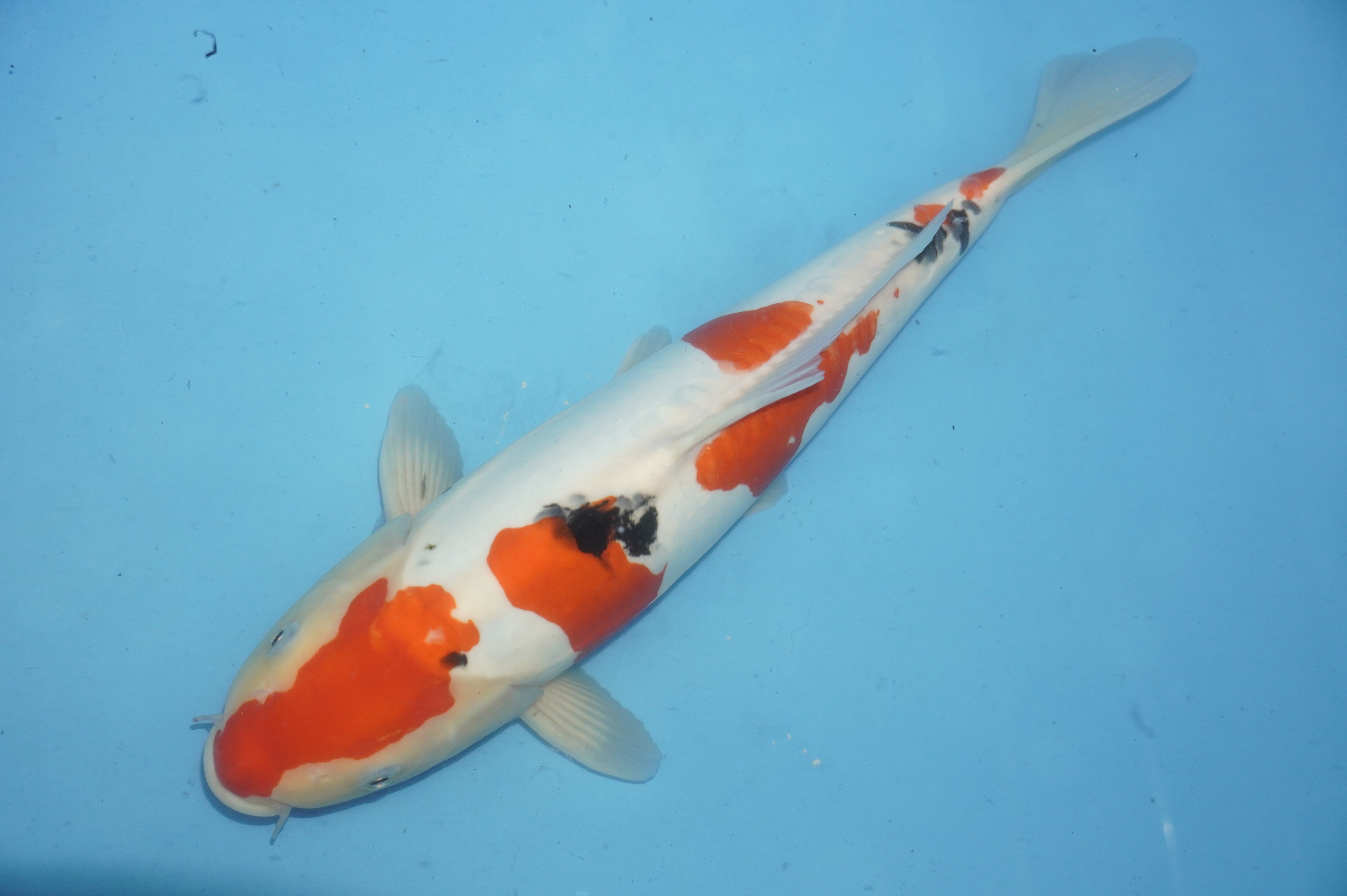 Doitsu Sanke (34cm) von der Igarashi Koi Farm (Japan) IdentNr.: 10141