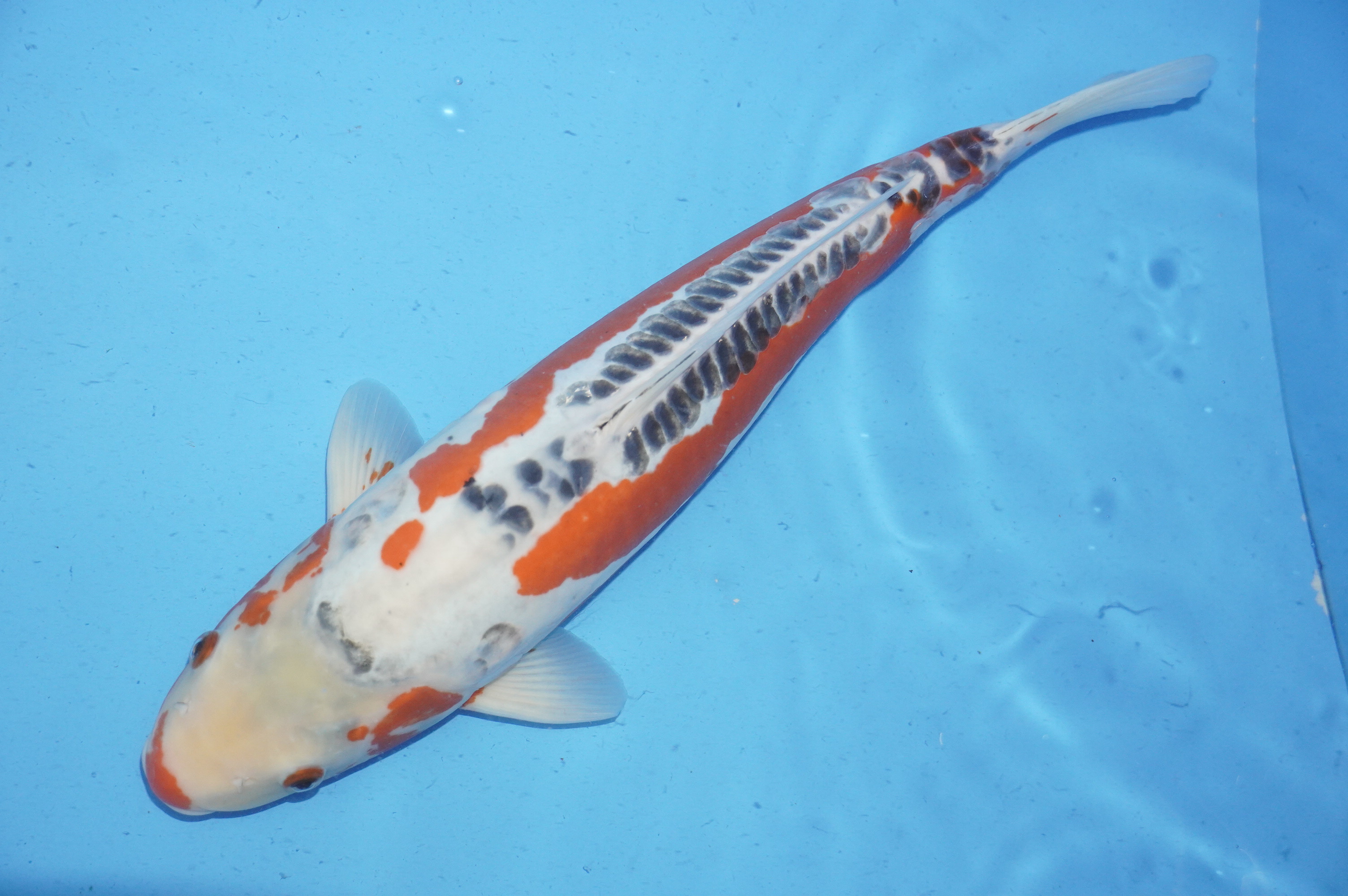 Shusui (46cm) von der Mano Koi Farm (Japan) IdentNr.: 9990