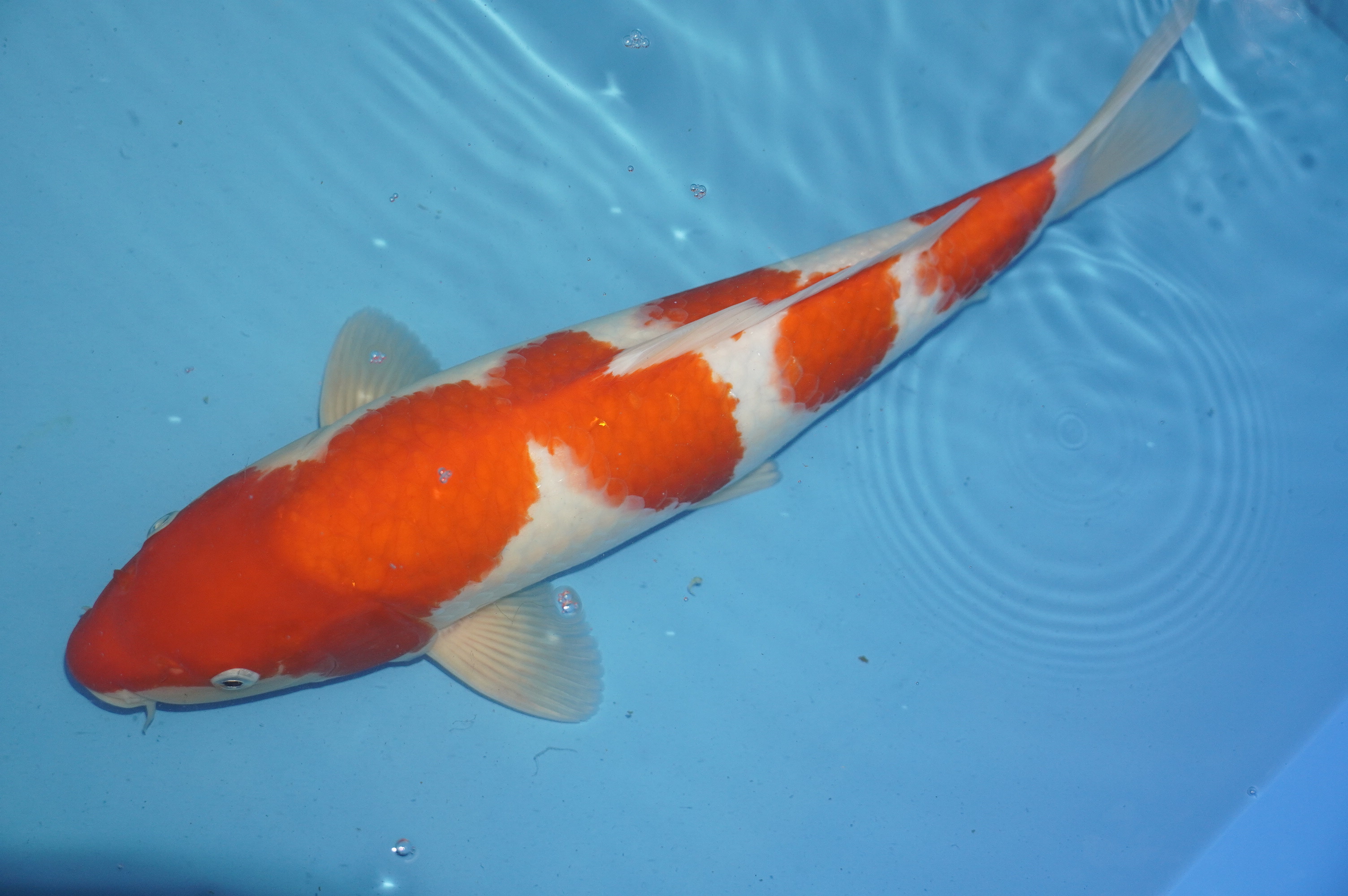 Kohaku (39cm) von der Mano Koi Farm (Japan) IdentNr.: 10162