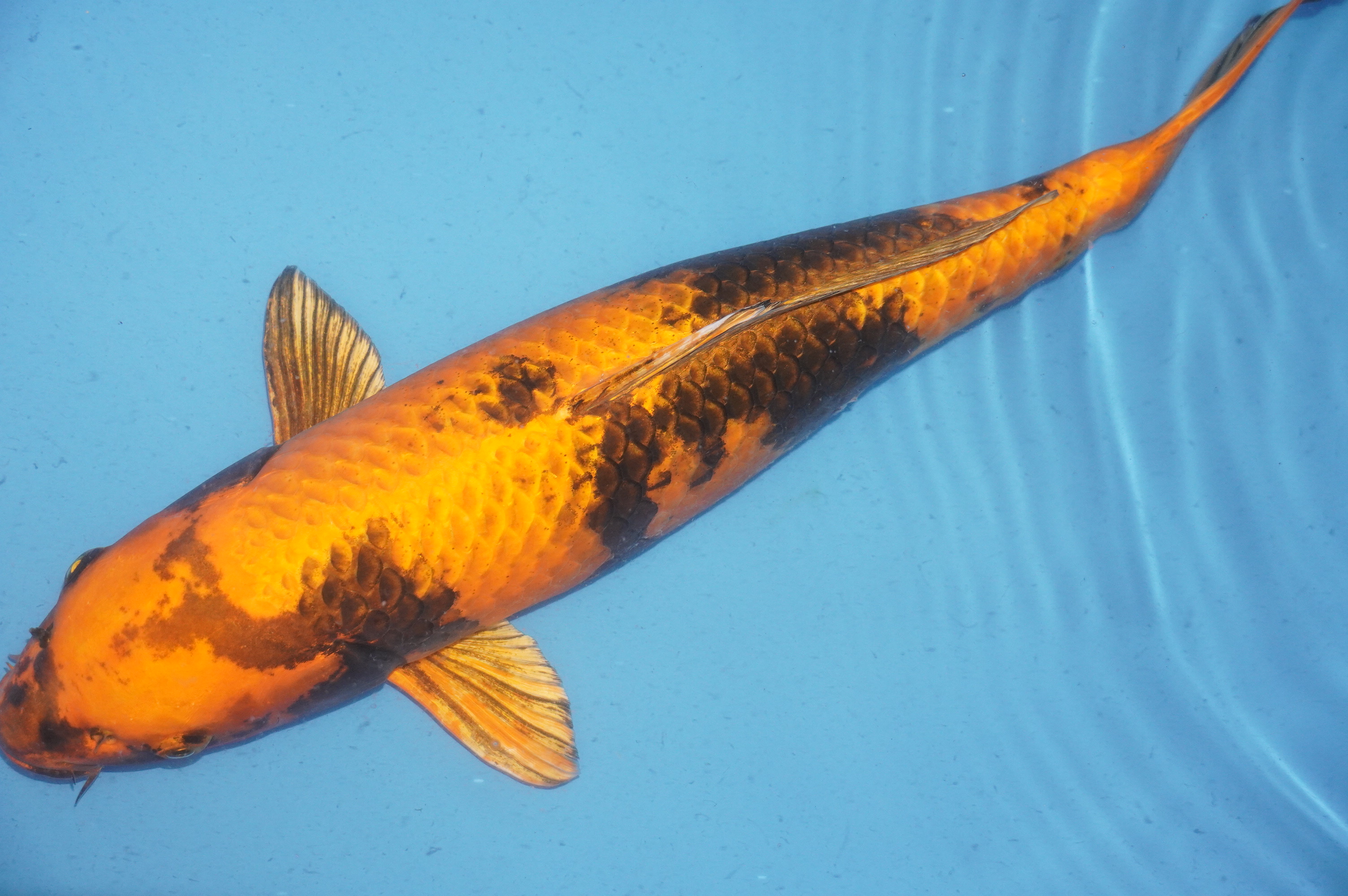 Kin Ki Utsuri (55cm) von der Oofuchi Koi Farm (Japan) IdentNr.: 9662