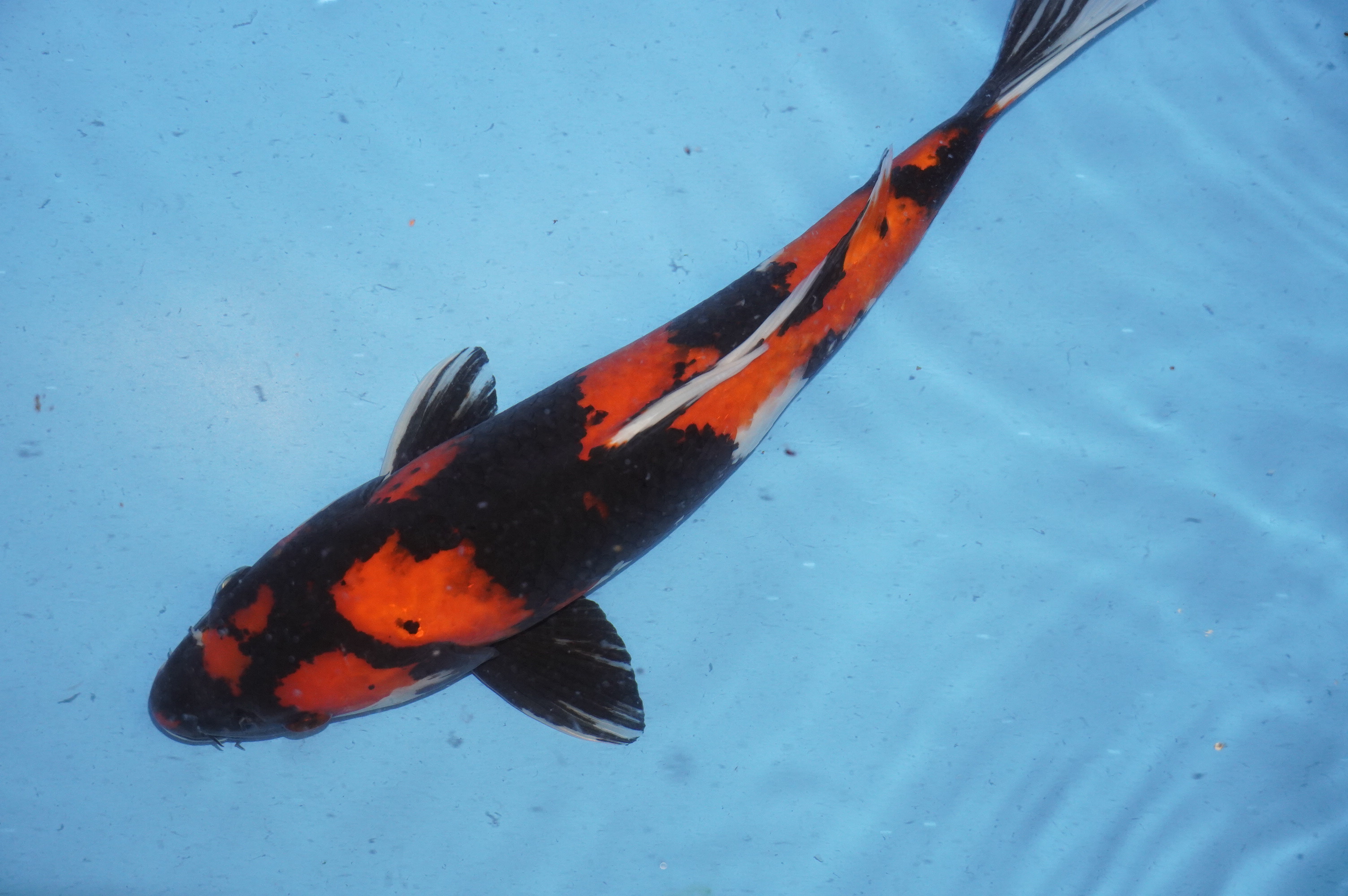 Hi Showa (39cm) von der Marusei Koi Farm (Hirasawa) (Japan) IdentNr.: 9765