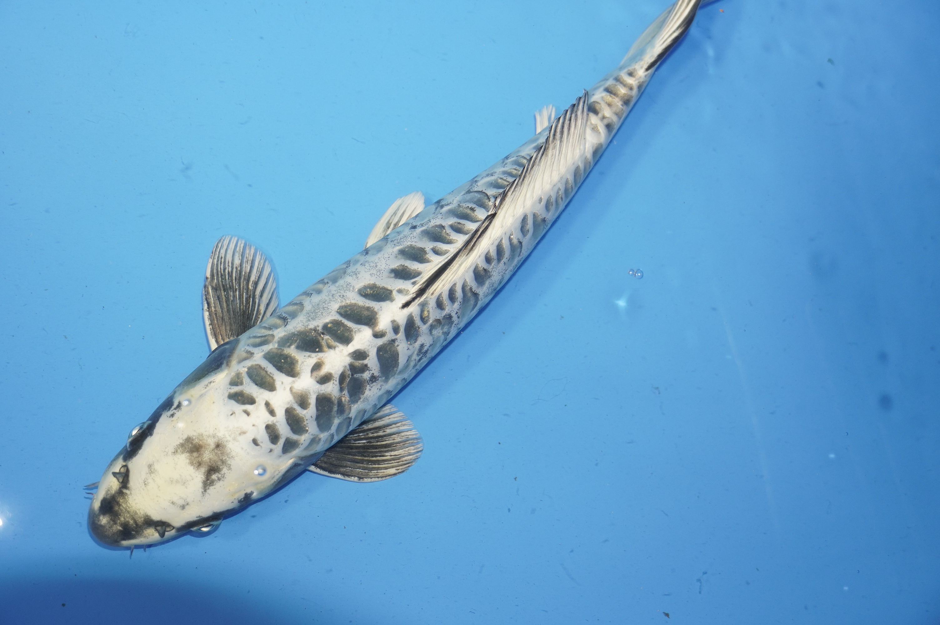 Doitsu Kawarimono (44cm) von der Igarashi Koi Farm (Japan) IdentNr.: 9696