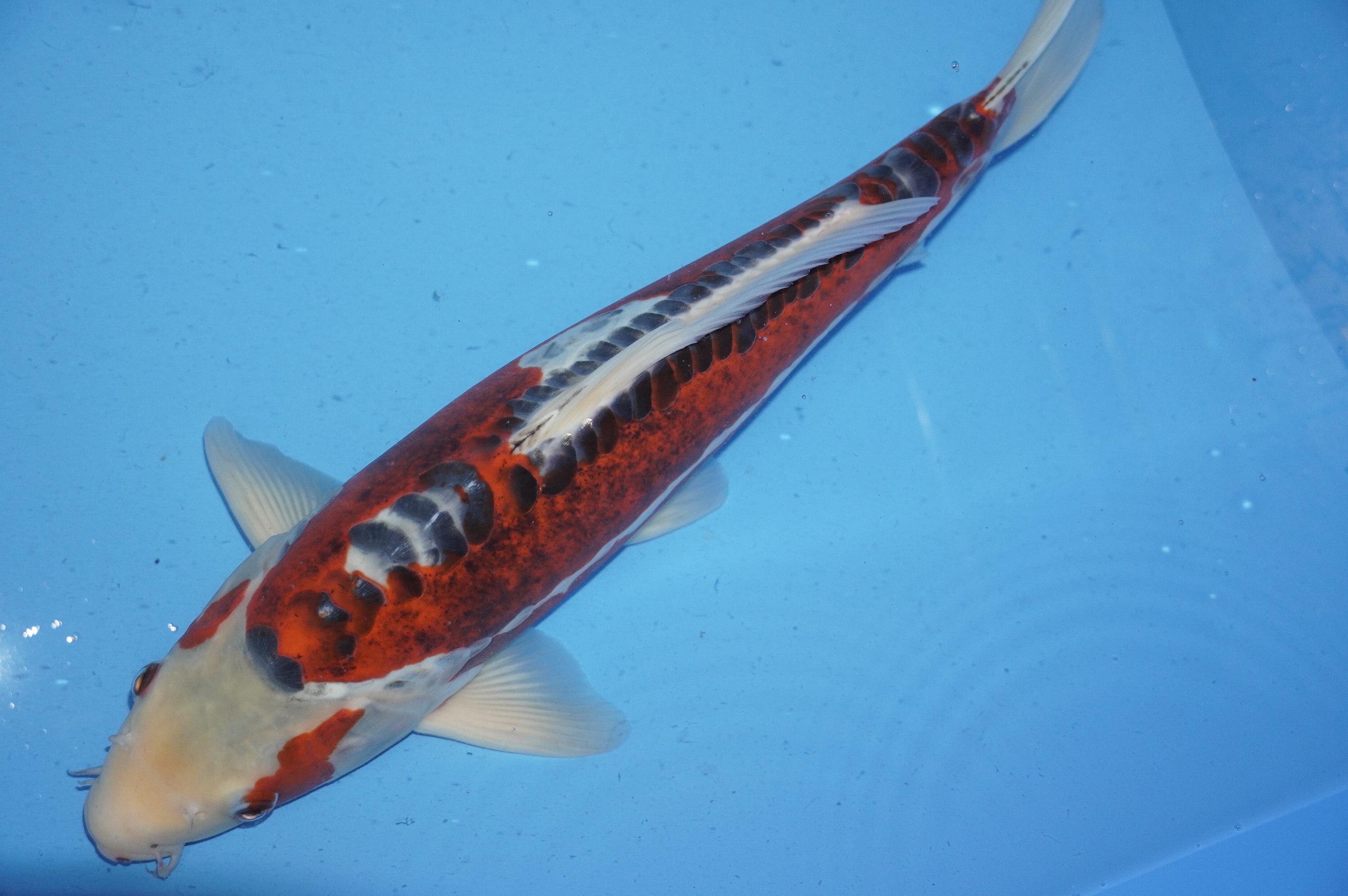 Shusui (41cm) von der Koda Koifarm (Japan) IdentNr.: 9972