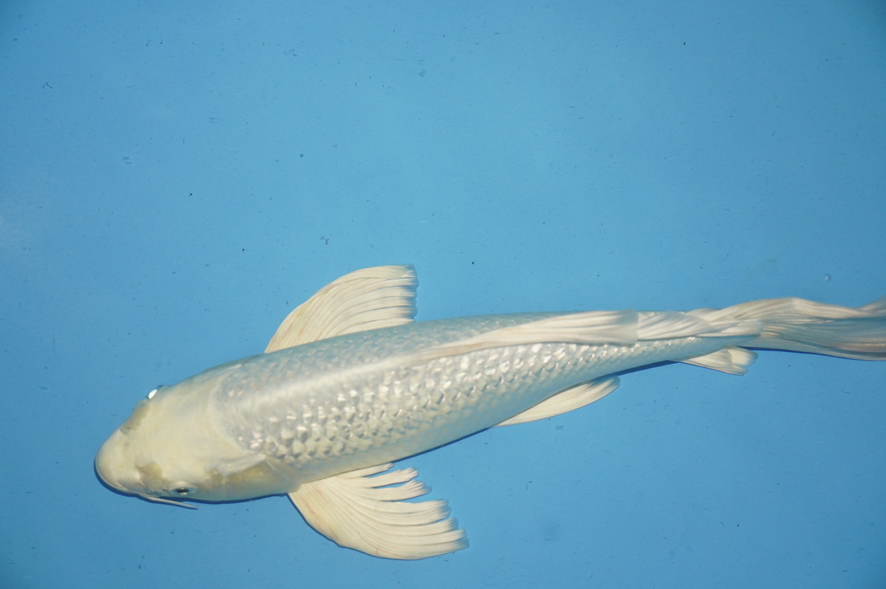 Butterfly Gin Rin Platinum Ogon (35cm) von der Yamasan Koi Farm (Yamazaki) (Japan) IdentNr.: 10247