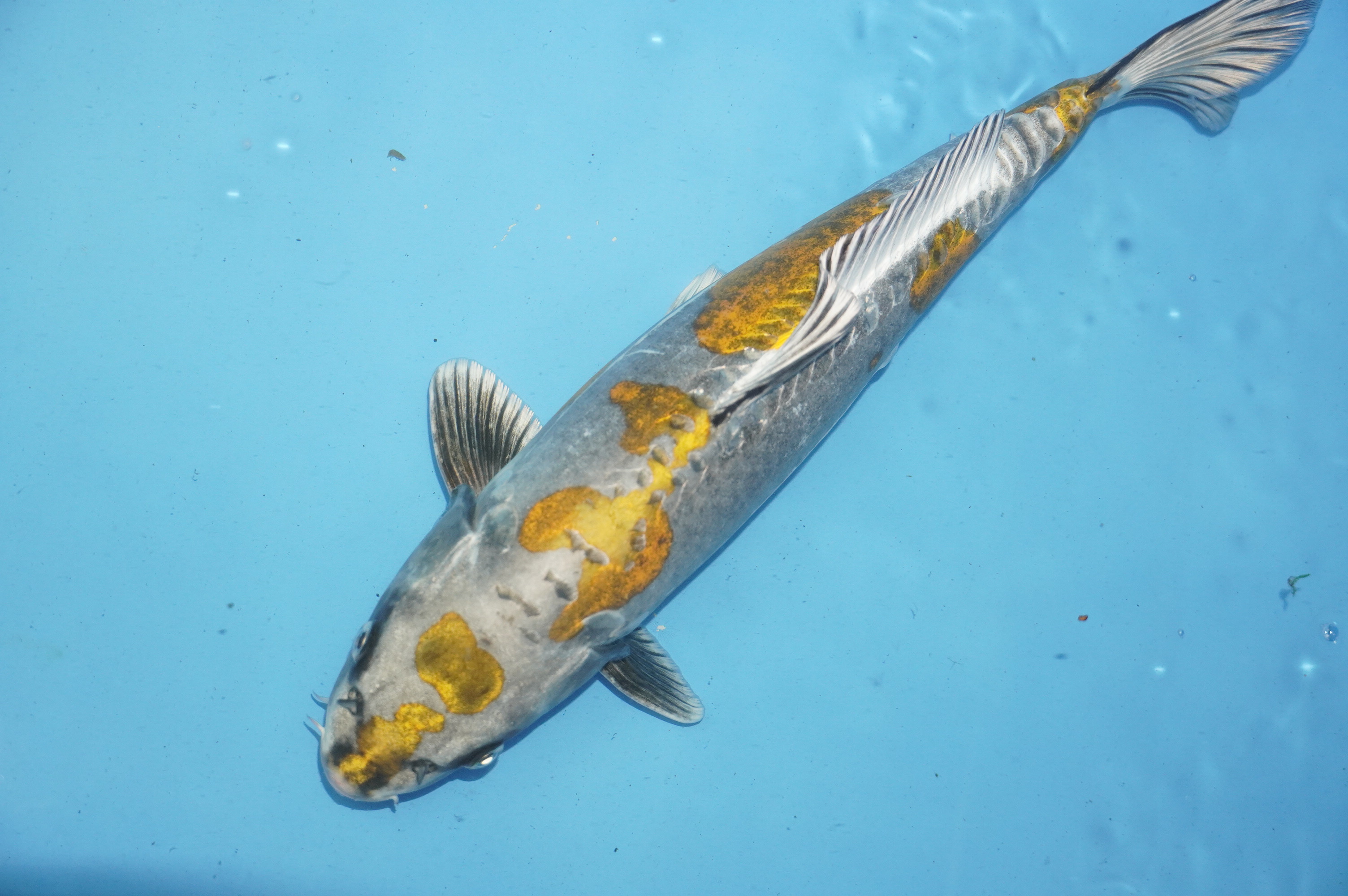 Beni Kikukuryo (40cm) von der Igarashi Koi Farm (Japan) IdentNr.: 10129