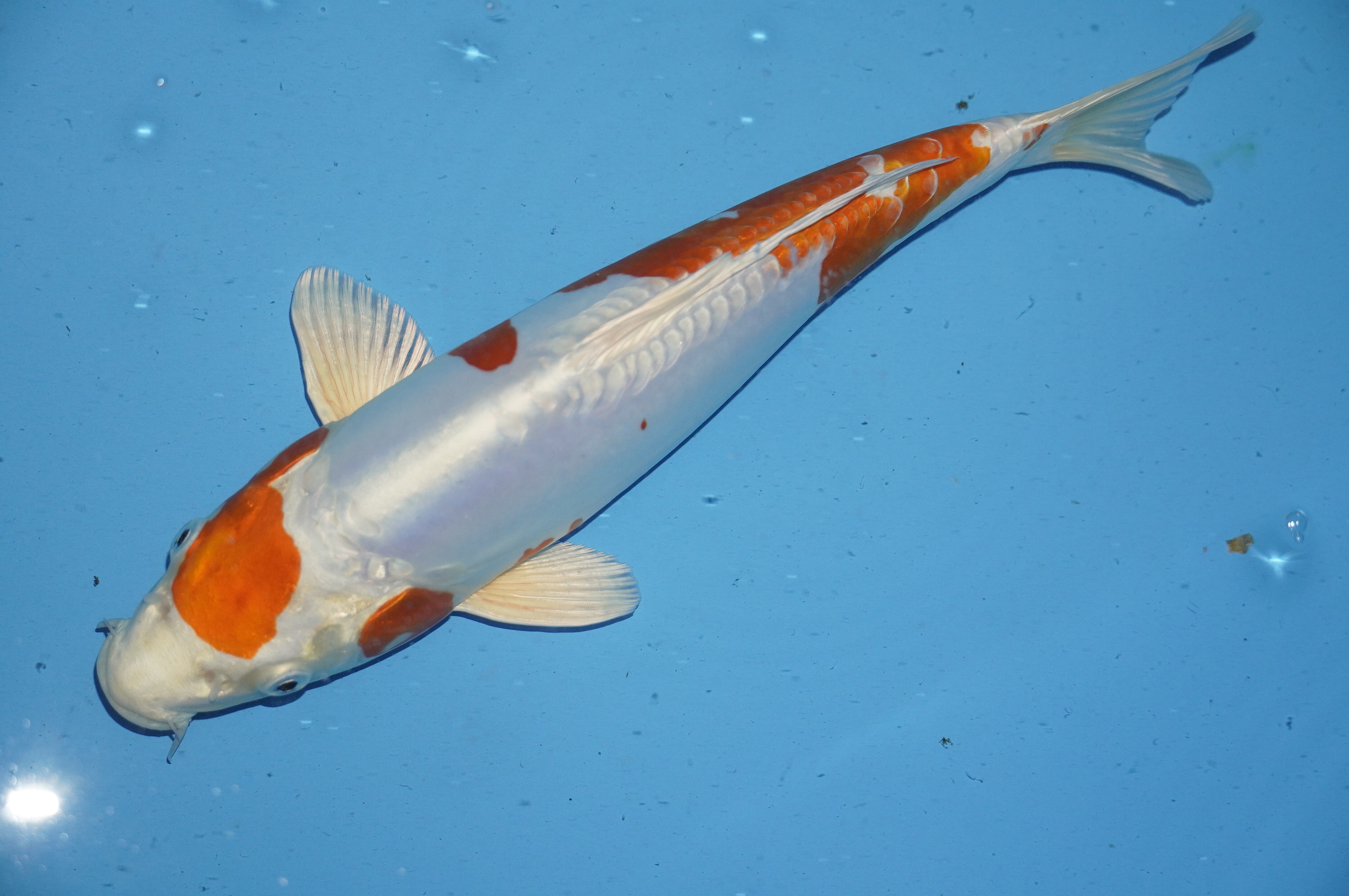 Doitsu Orange Hariwake (31cm) von der Oofuchi Koi Farm (Japan) IdentNr.: 10042