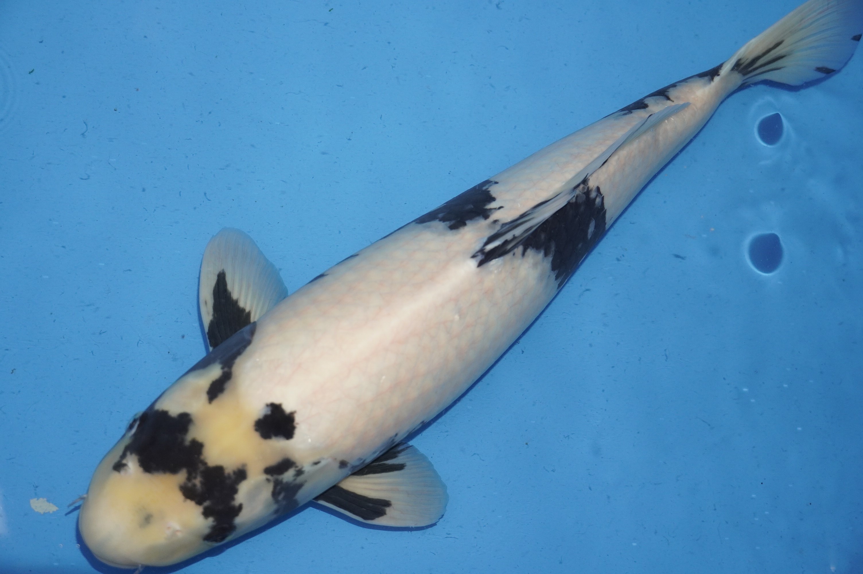 Shiro Utsuri (58cm) von der Miyako Koifarm (Japan) IdentNr.: 9885