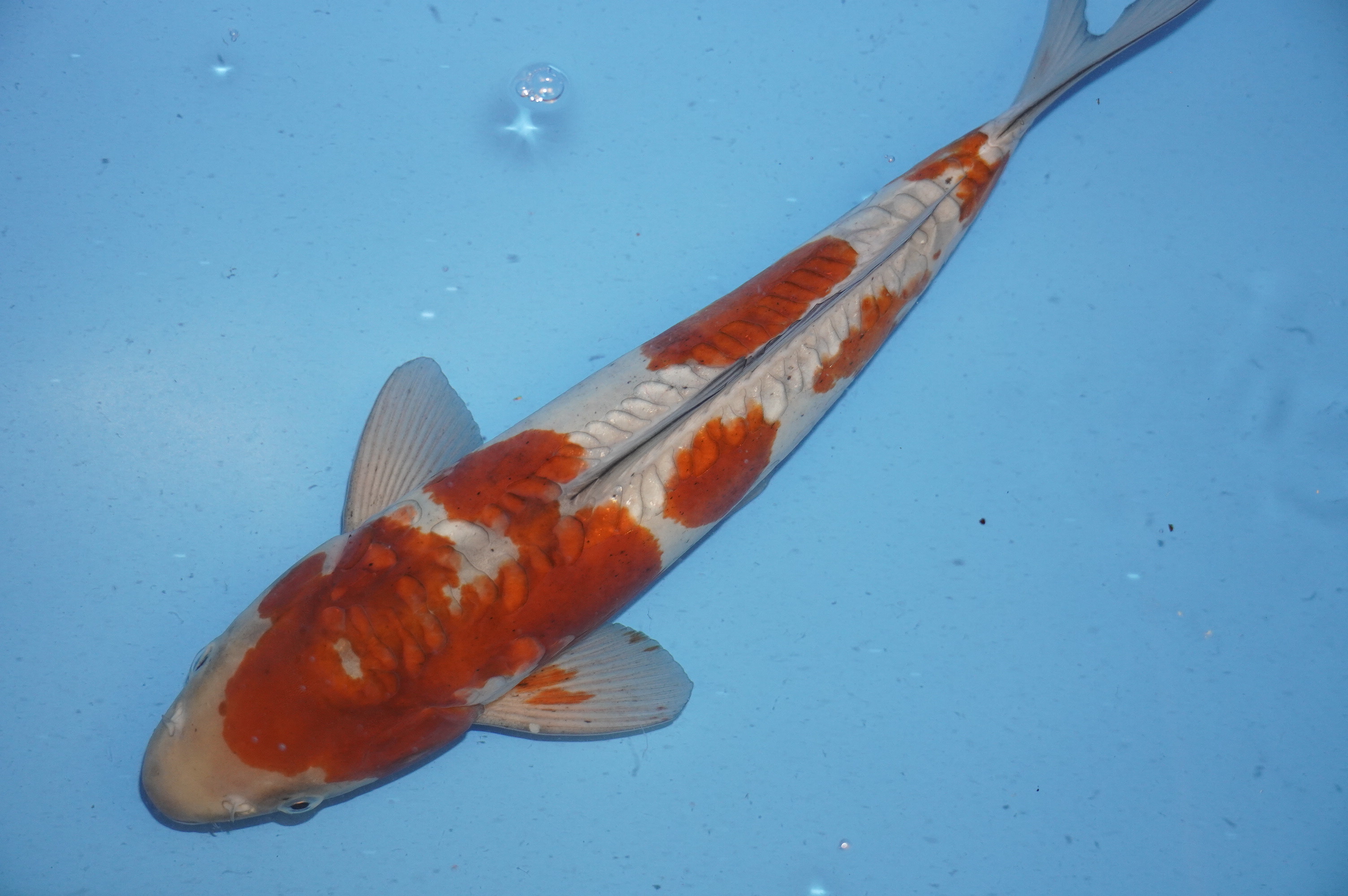 Doitsu Ochiba Shigure (40cm) von der Yamajyu Koi Farm (Japan) IdentNr.: 9743