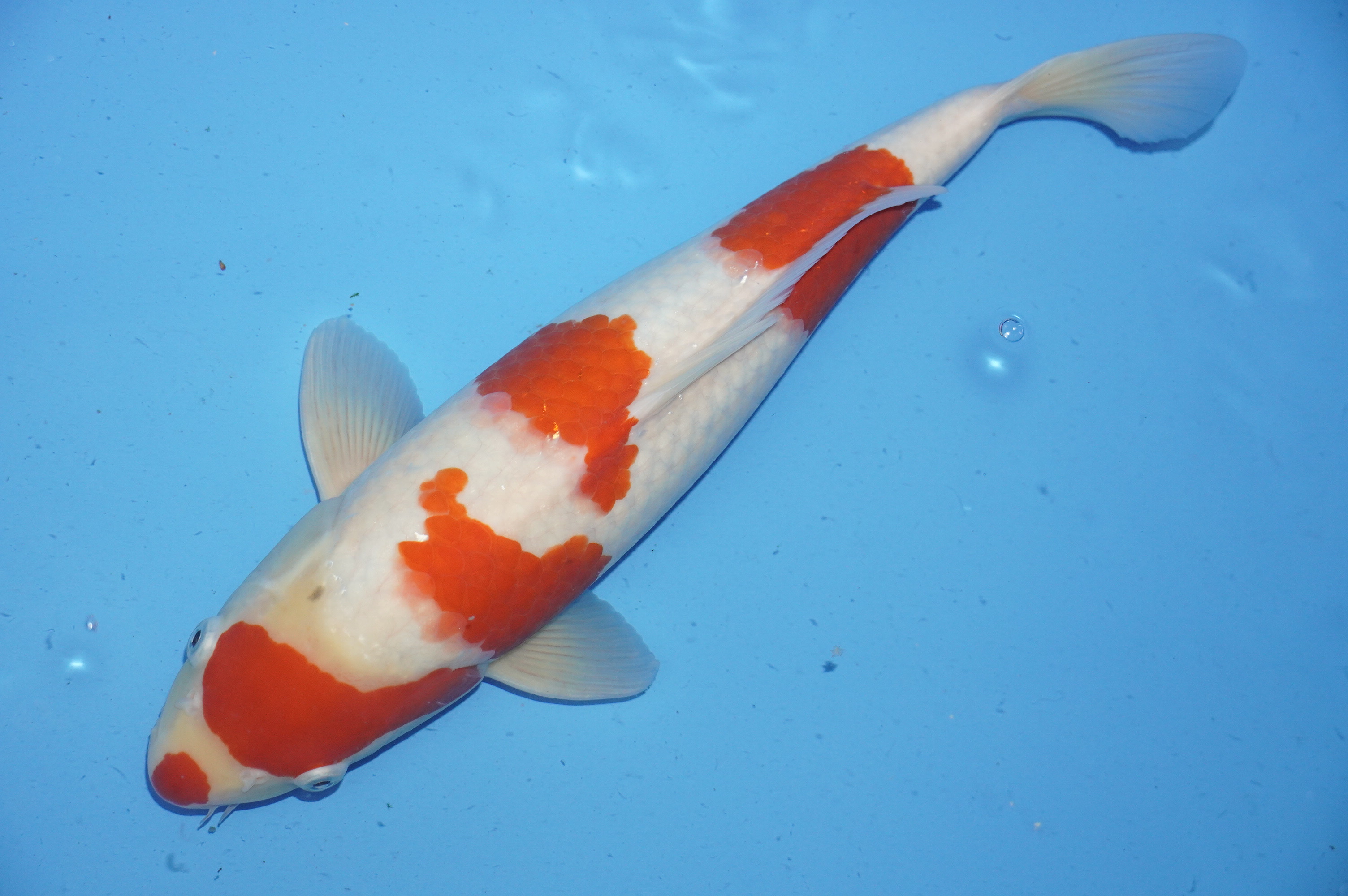 Kohaku (41cm) von der Mano Koi Farm (Japan) IdentNr.: 9999