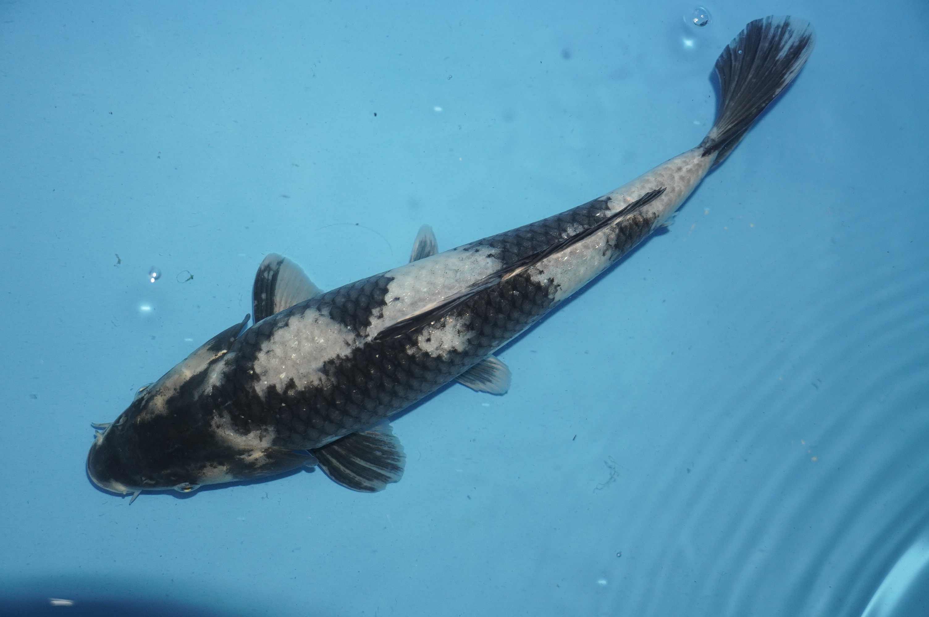 Kage Shiro Utsuri (37cm) von der Miyako Koifarm (Japan) IdentNr.: 10204