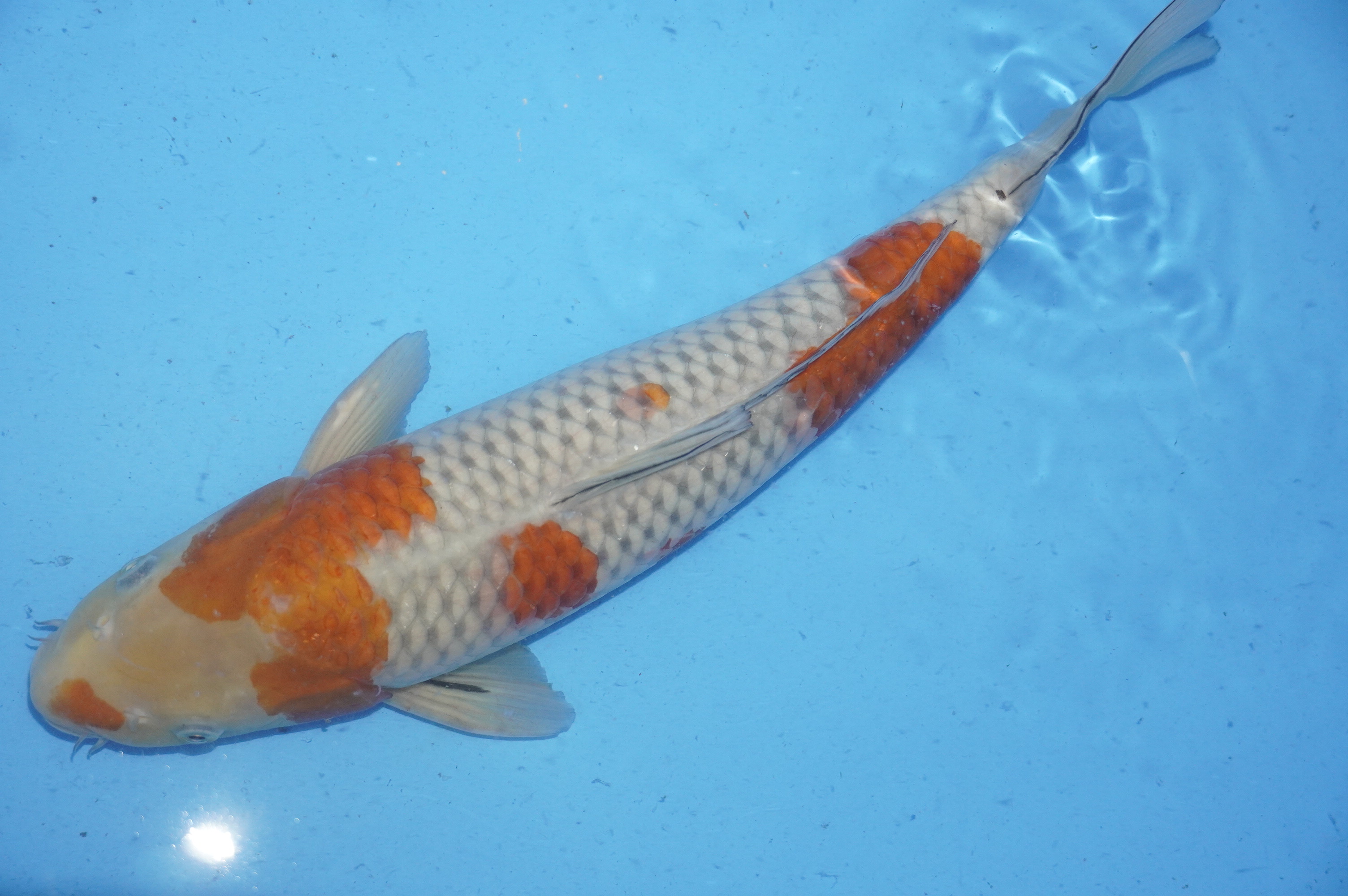 Ochiba Shigure (42cm) von der Ozumi Ikarashi Koi Farm (Japan) IdentNr.: 9941