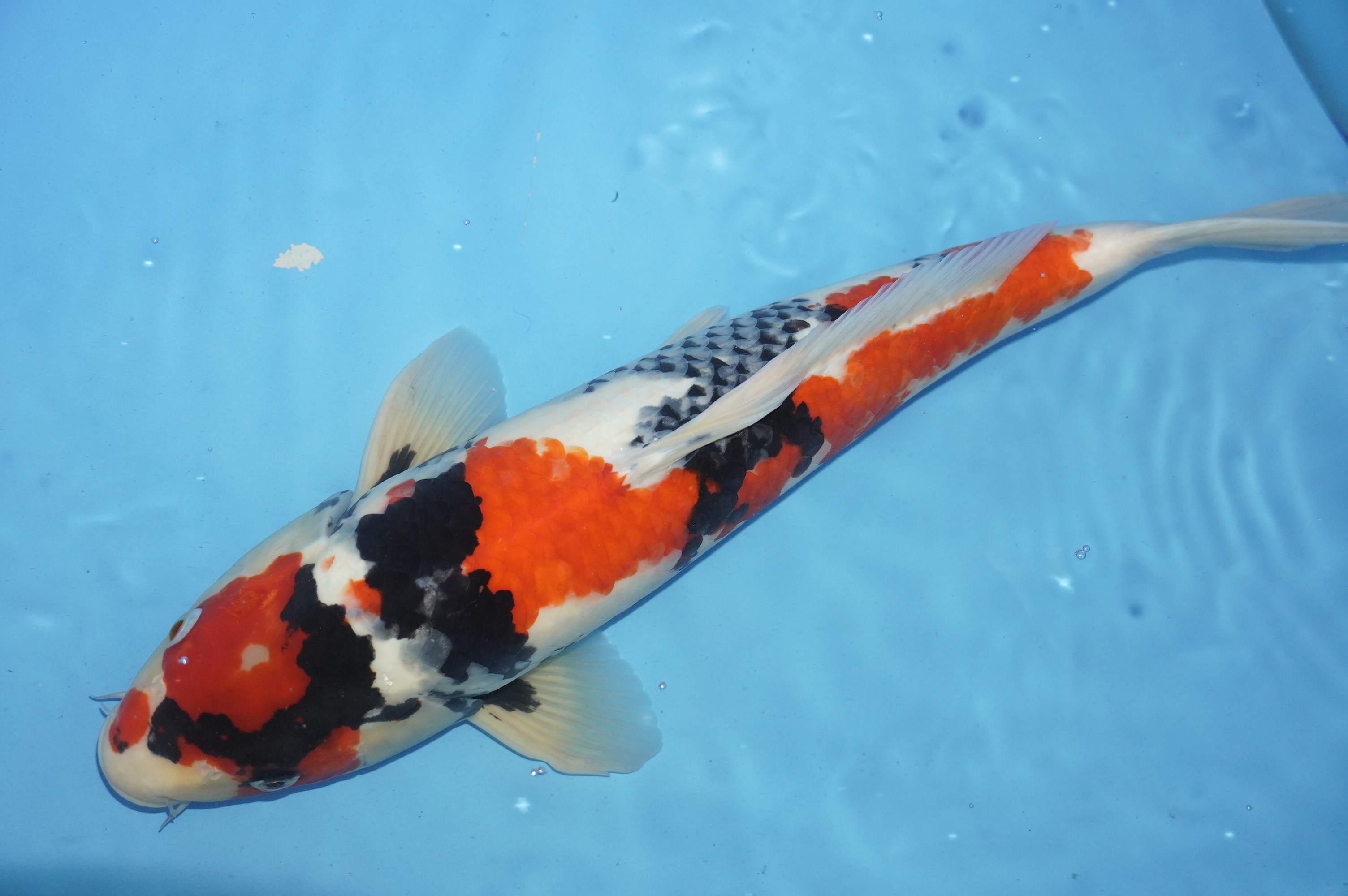 Showa (43cm) von der Marusei Koi Farm (Hirasawa) (Japan) IdentNr.: 10149