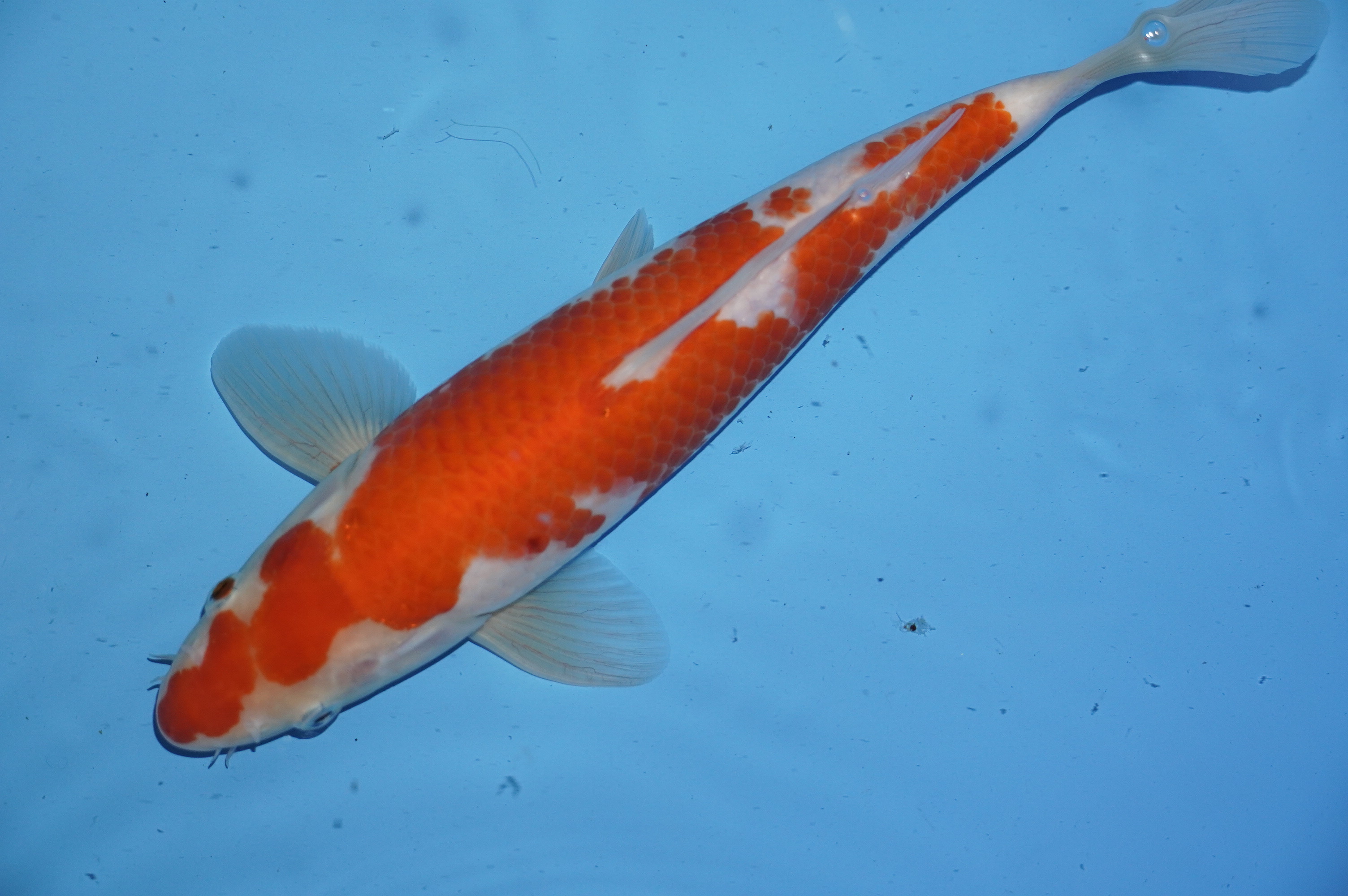 Kohaku (30cm) von der Tanaka Kazuo Koifarm (Japan) IdentNr.: 9561