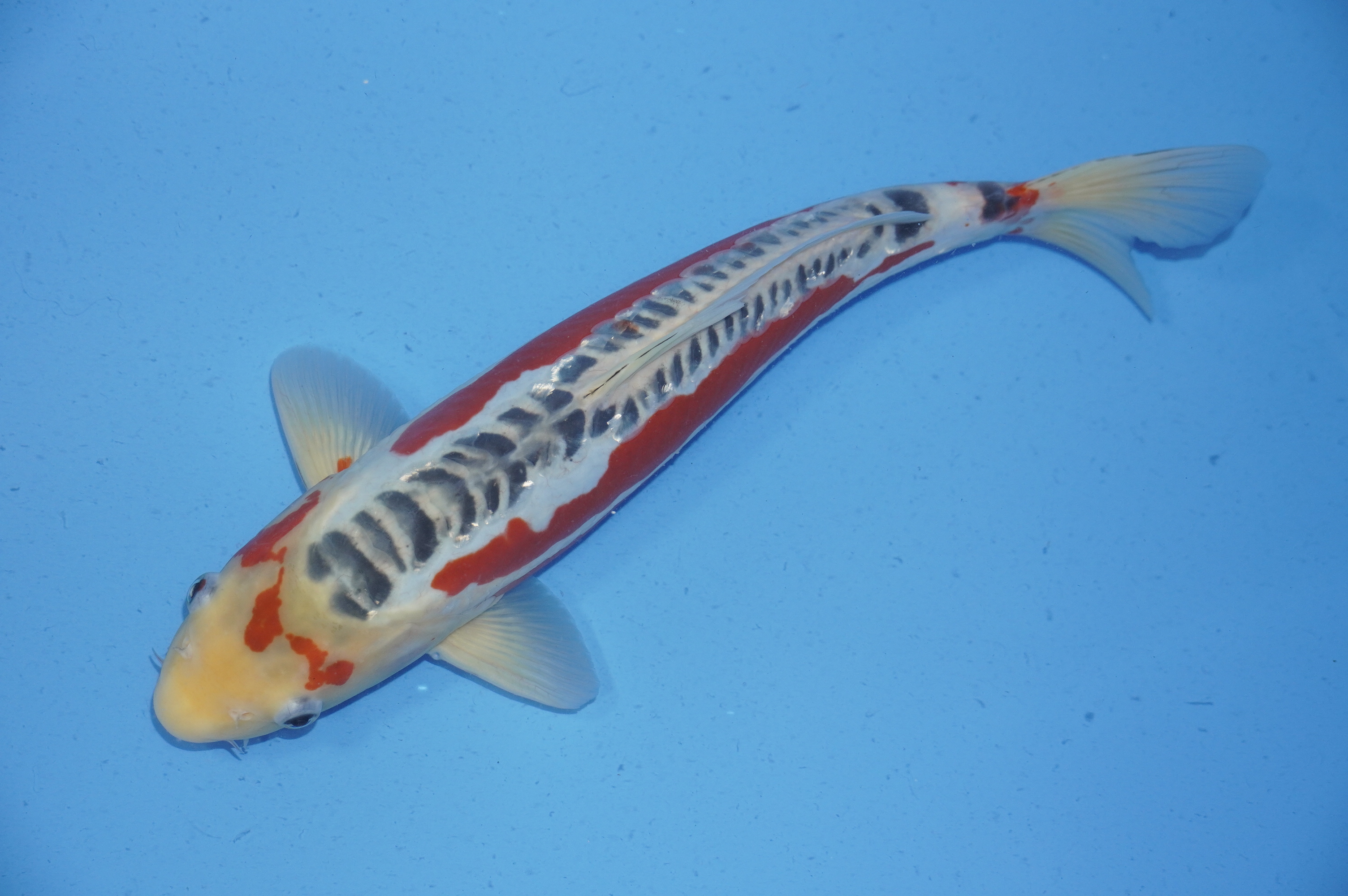 Gin Rin Shusui (40cm) von der Yamajyu Koi Farm (Japan) IdentNr.: 9740