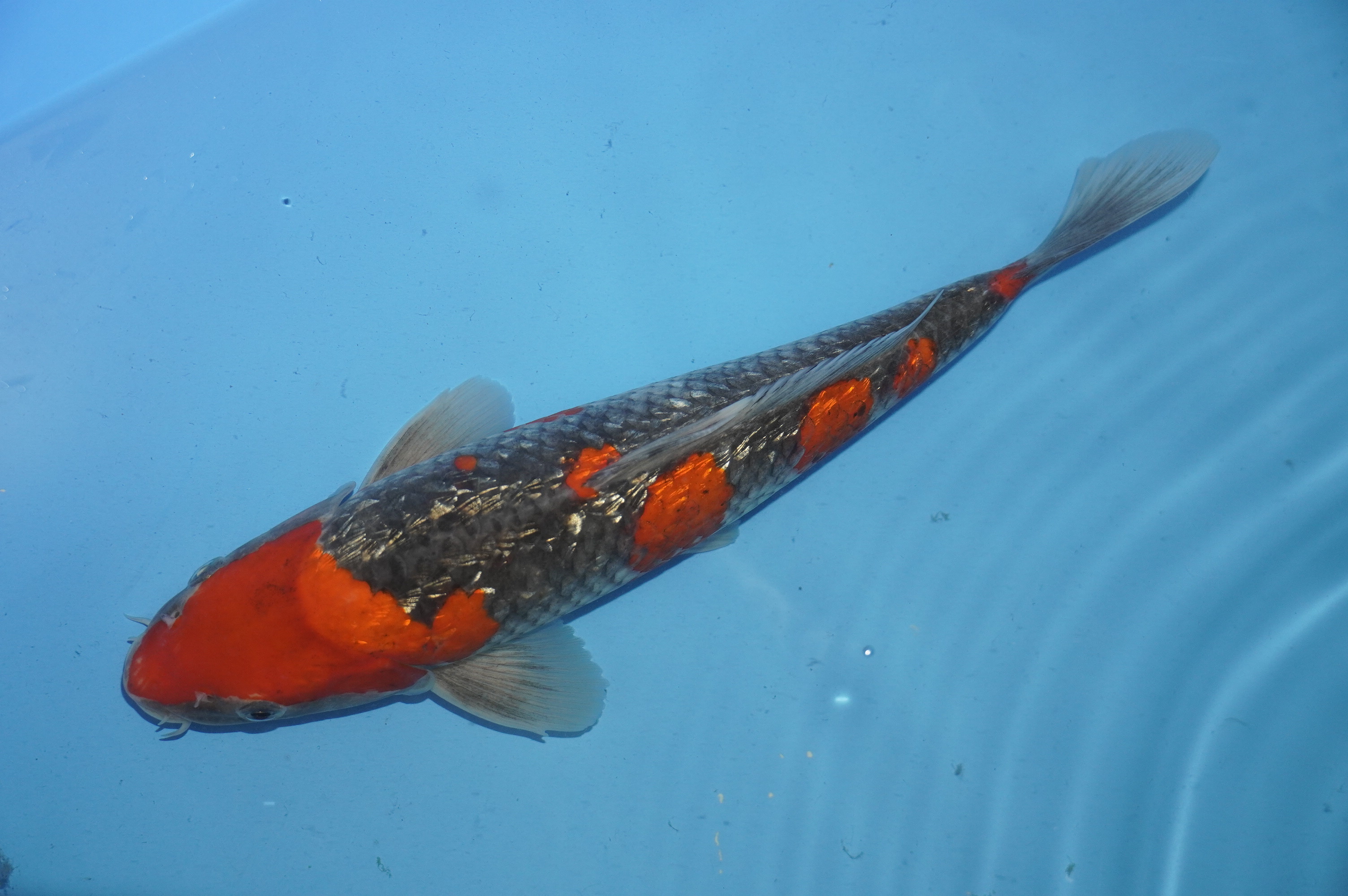 Gin Rin Goshiki (30cm) von der Miyako Koifarm (Japan) IdentNr.: 10238