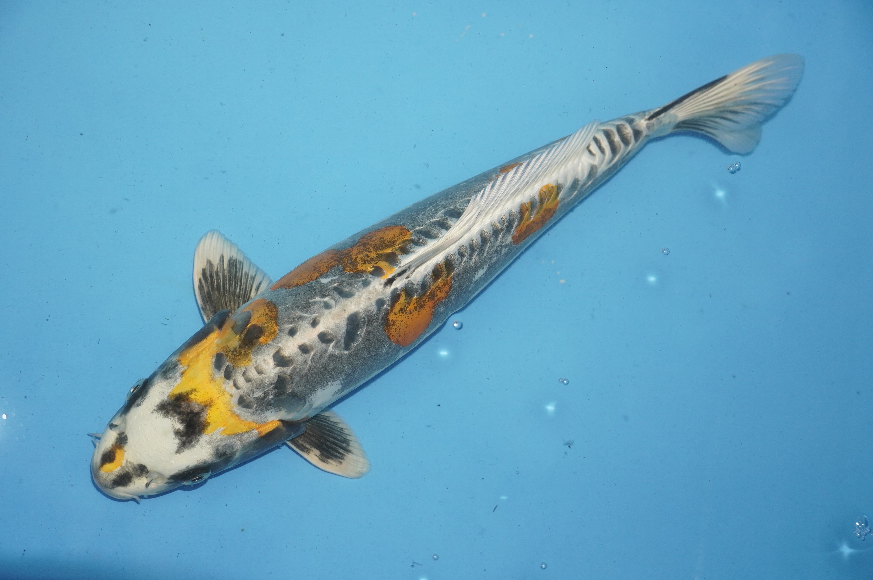 Beni Kikukuryo (37cm) von der Igarashi Koi Farm (Japan) IdentNr.: 10130