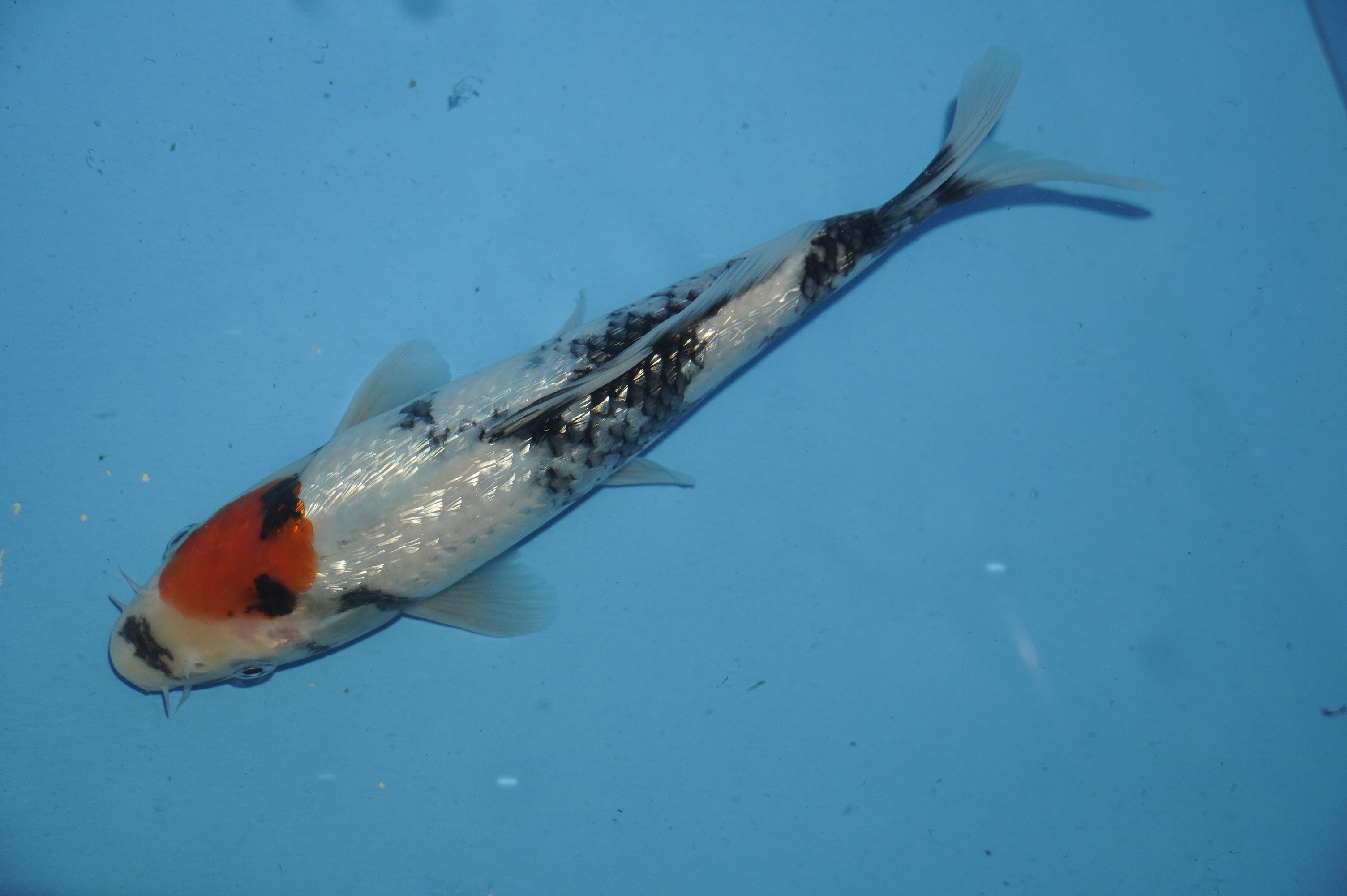 Gin Rin Tancho Showa (24cm) von der Miyako Koifarm (Japan) IdentNr.: 10102