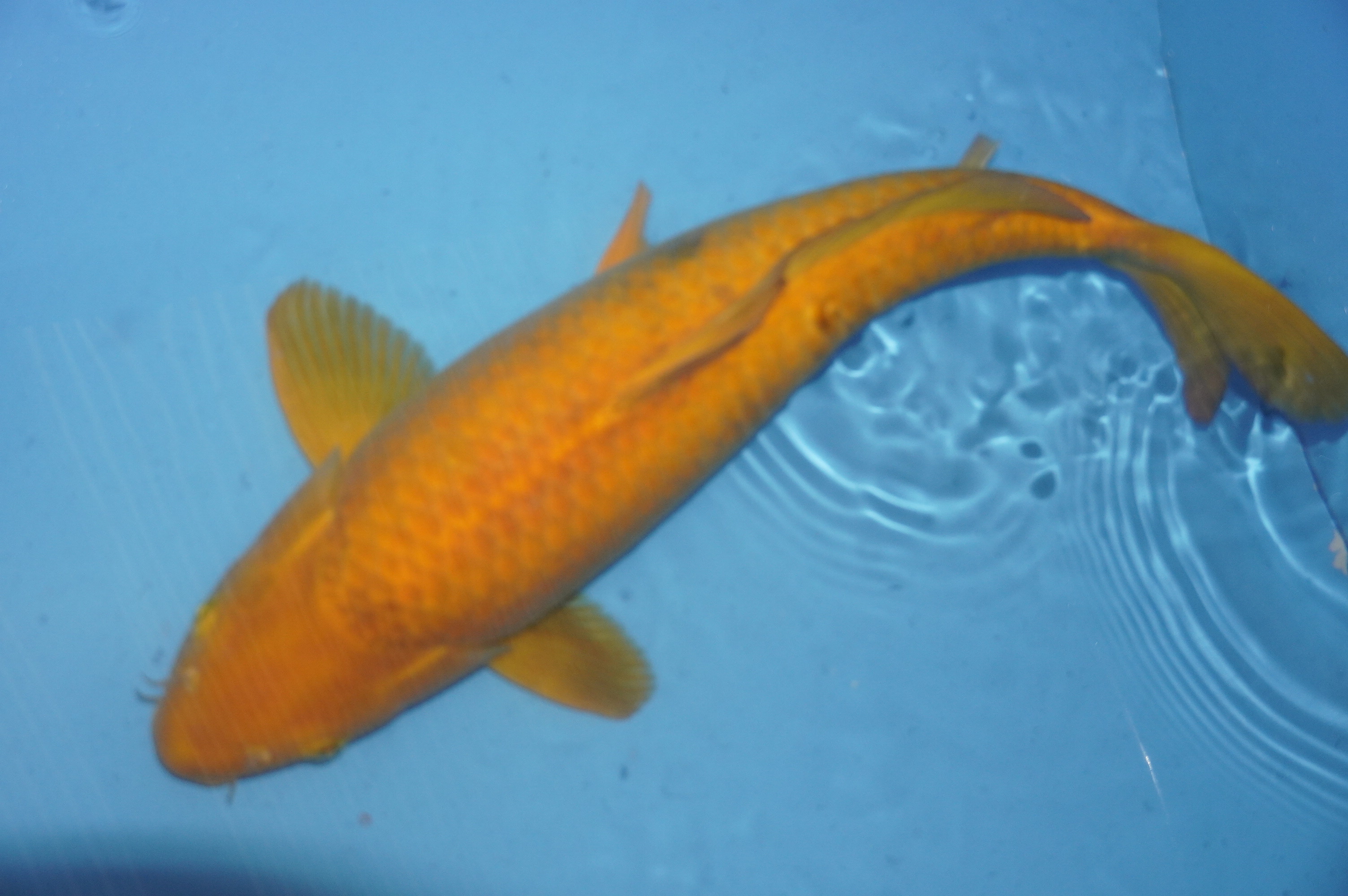 Chagoi (56cm) von der Marudo Koi Farm (Japan) IdentNr.: 9147