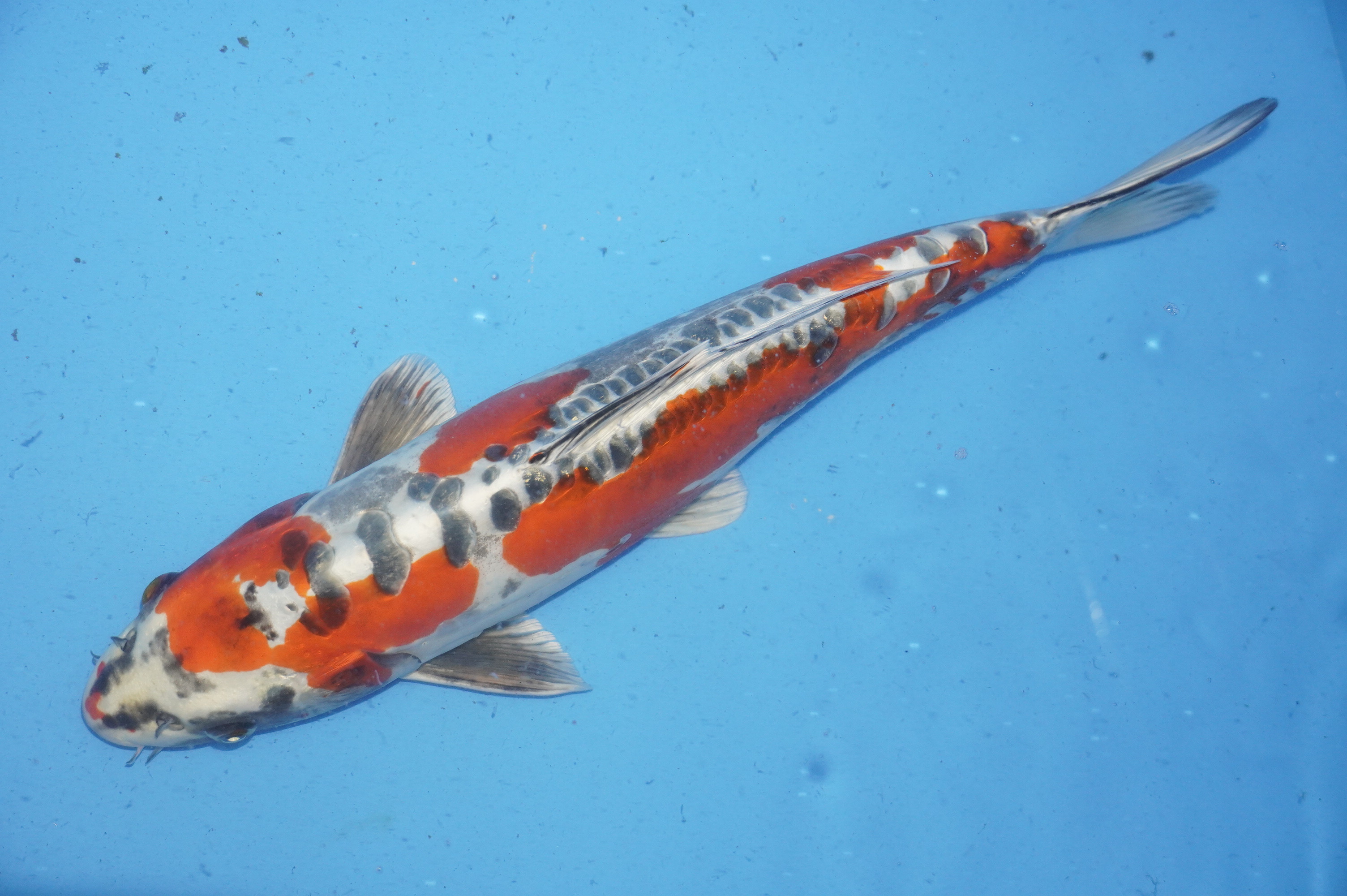 Beni Kikukuryo (42cm) von der Ozumi Ikarashi Koi Farm (Japan) IdentNr.: 9926