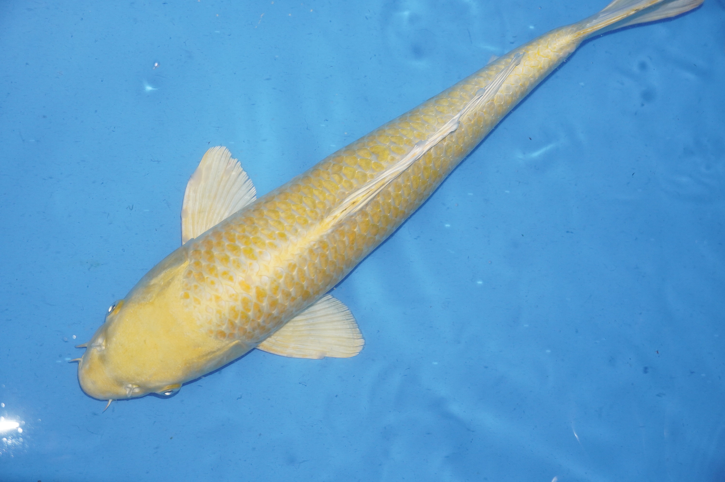 Yamabuki Ogon (46cm) von der Ozumi Ikarashi Koi Farm (Japan) IdentNr.: 9956