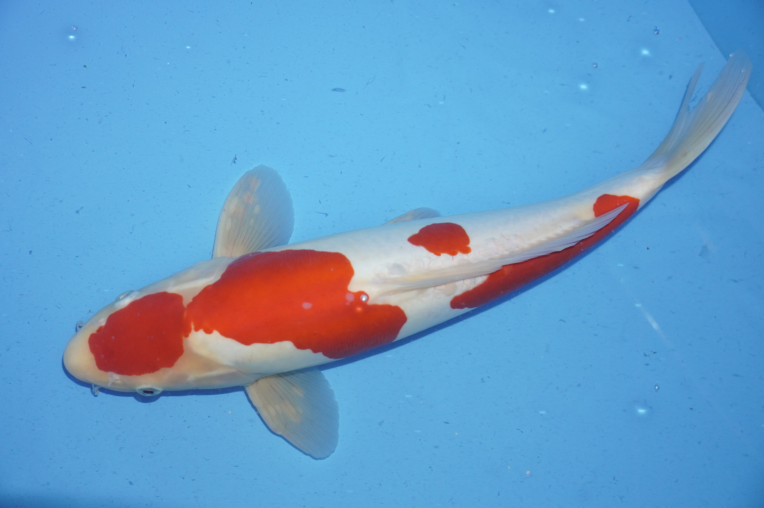 Doitsu Kohaku (39cm) von der Maruhide Koi Farm (Japan) IdentNr.: 9916