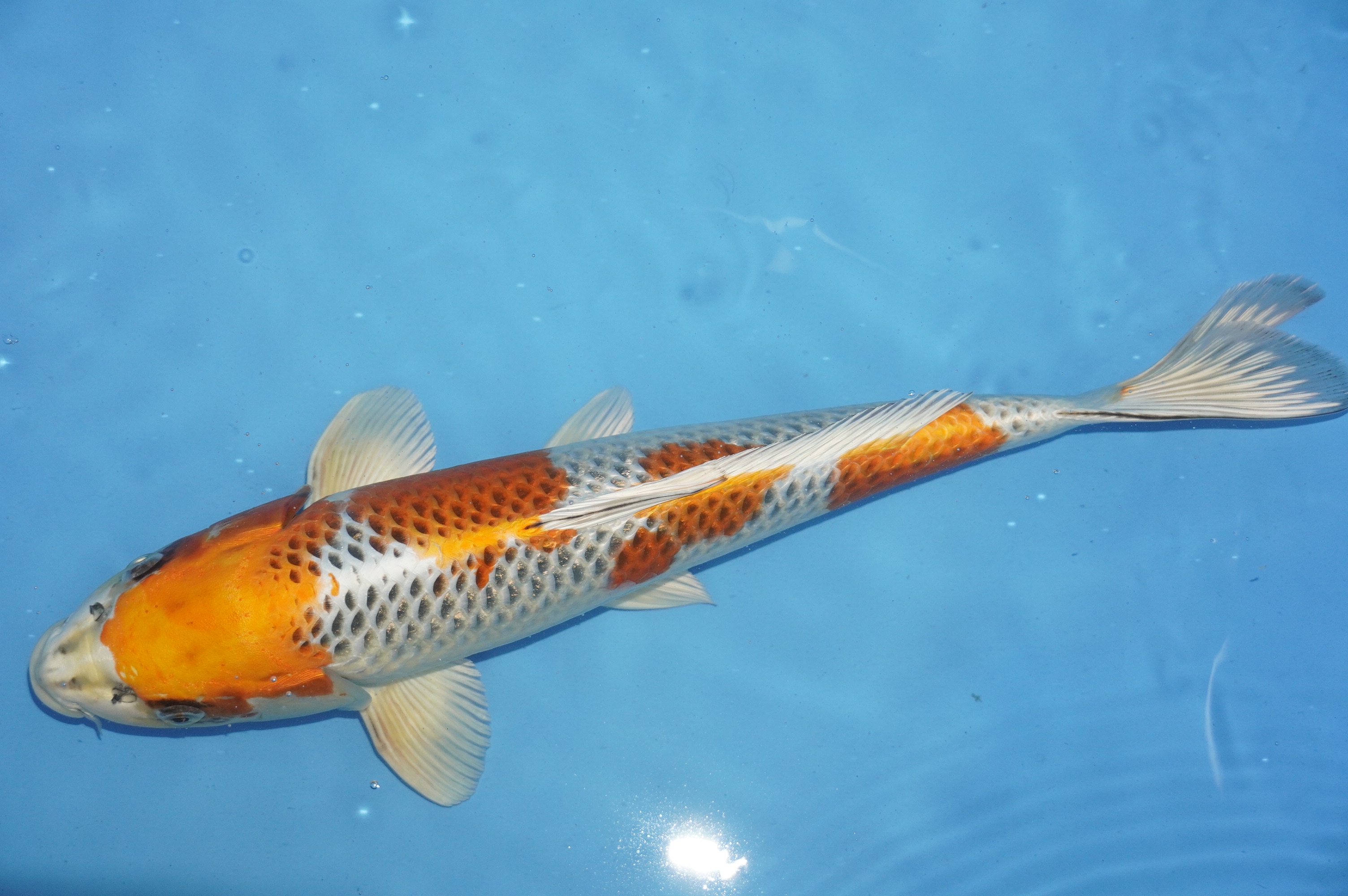 Kujaku (40cm) von der Marusei Koi Farm (Hirasawa) (Japan) IdentNr.: 10154
