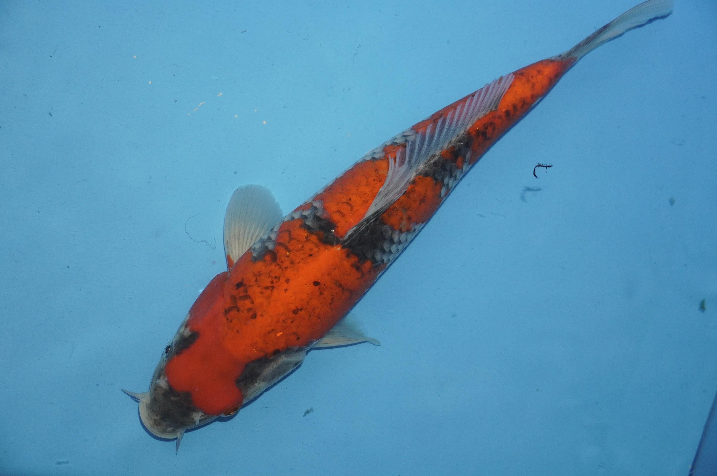 Goshiki (35cm) von der Miyako Koifarm (Japan) IdentNr.: 10222