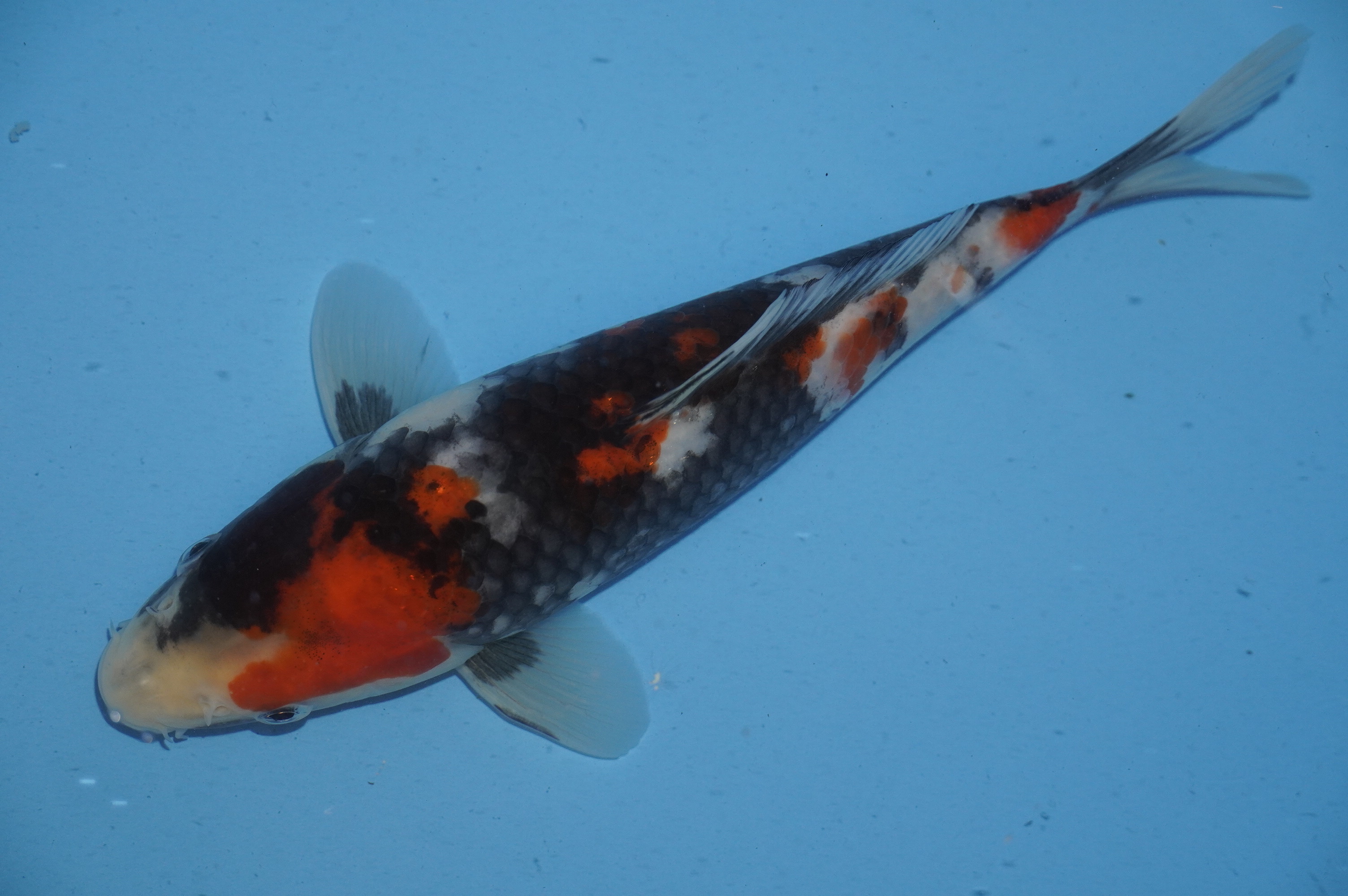 Showa (22cm) von der Yoshino Koi Farm (Japan) IdentNr.: 10066