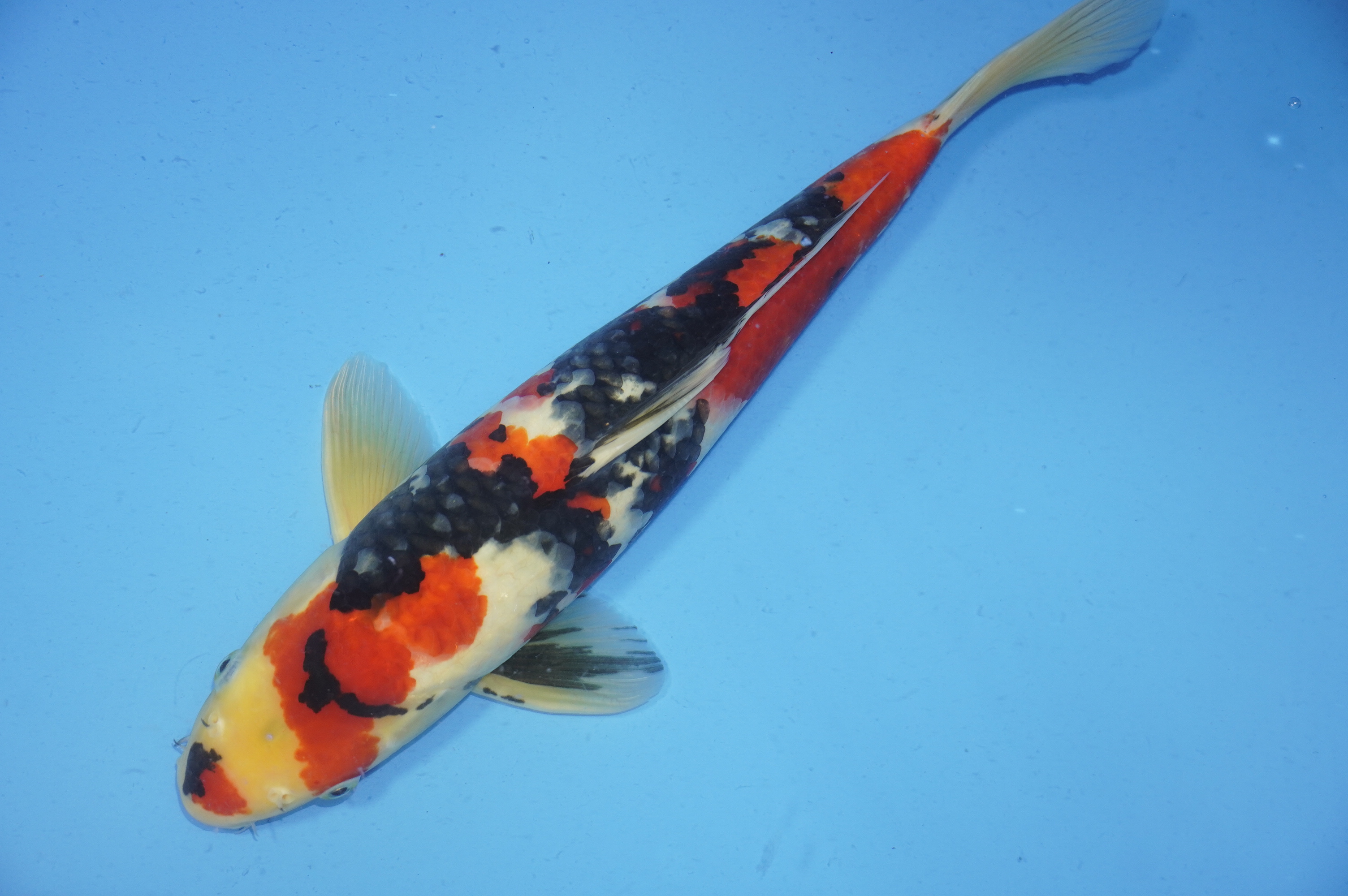 Showa (39cm) von der Marusei Koi Farm (Hirasawa) (Japan) IdentNr.: 9767