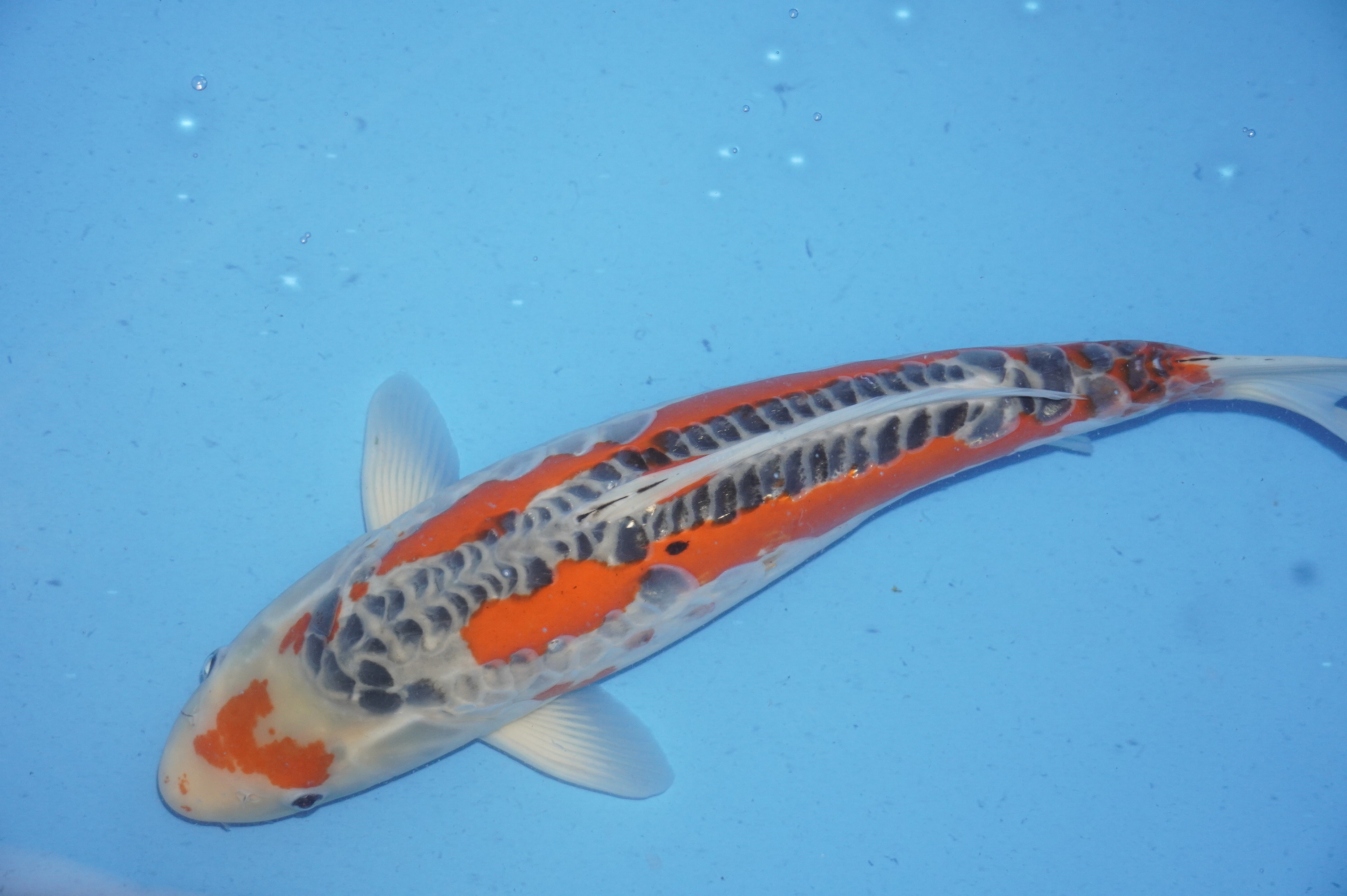 Shusui (42cm) von der Igarashi Koi Farm (Japan) IdentNr.: 9706