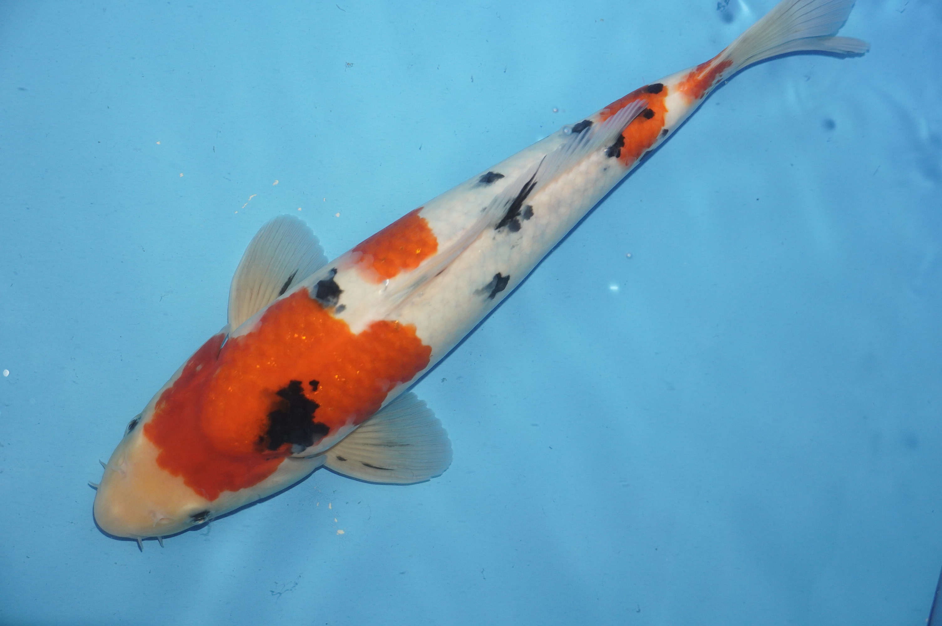 Sanke (35cm) von der Miyako Koifarm (Japan) IdentNr.: 10234