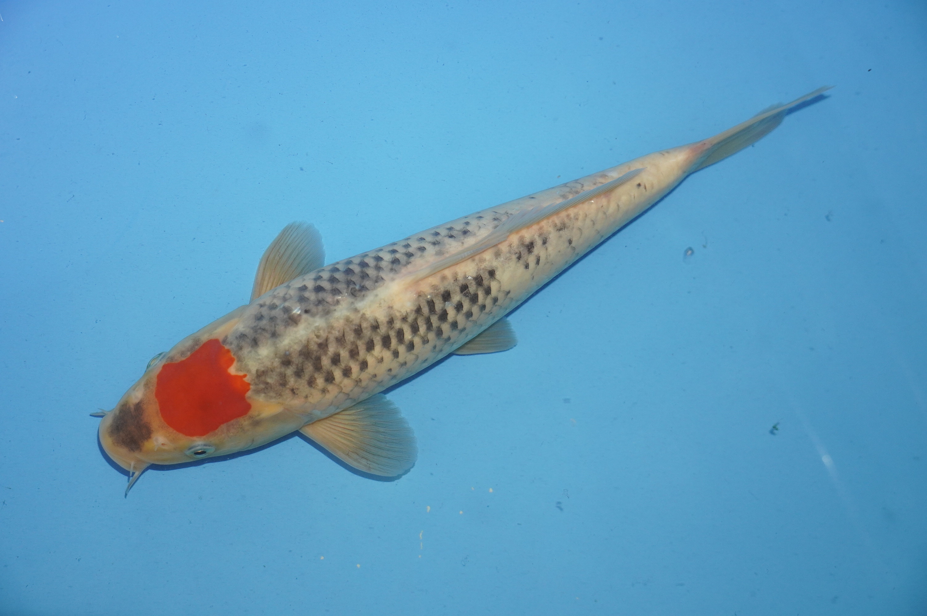 Tancho Goshiki (31cm) von der Miyako Koifarm (Japan) IdentNr.: 10231