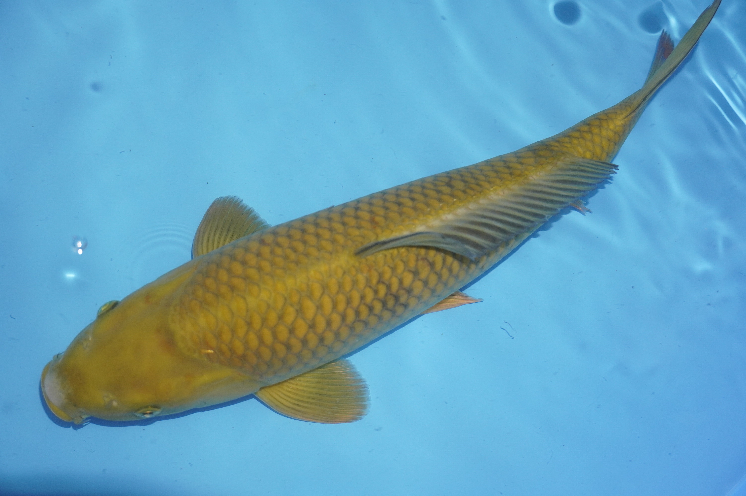 Chagoi (40cm) von der Kanno Koifarm (Japan) IdentNr.: 10182