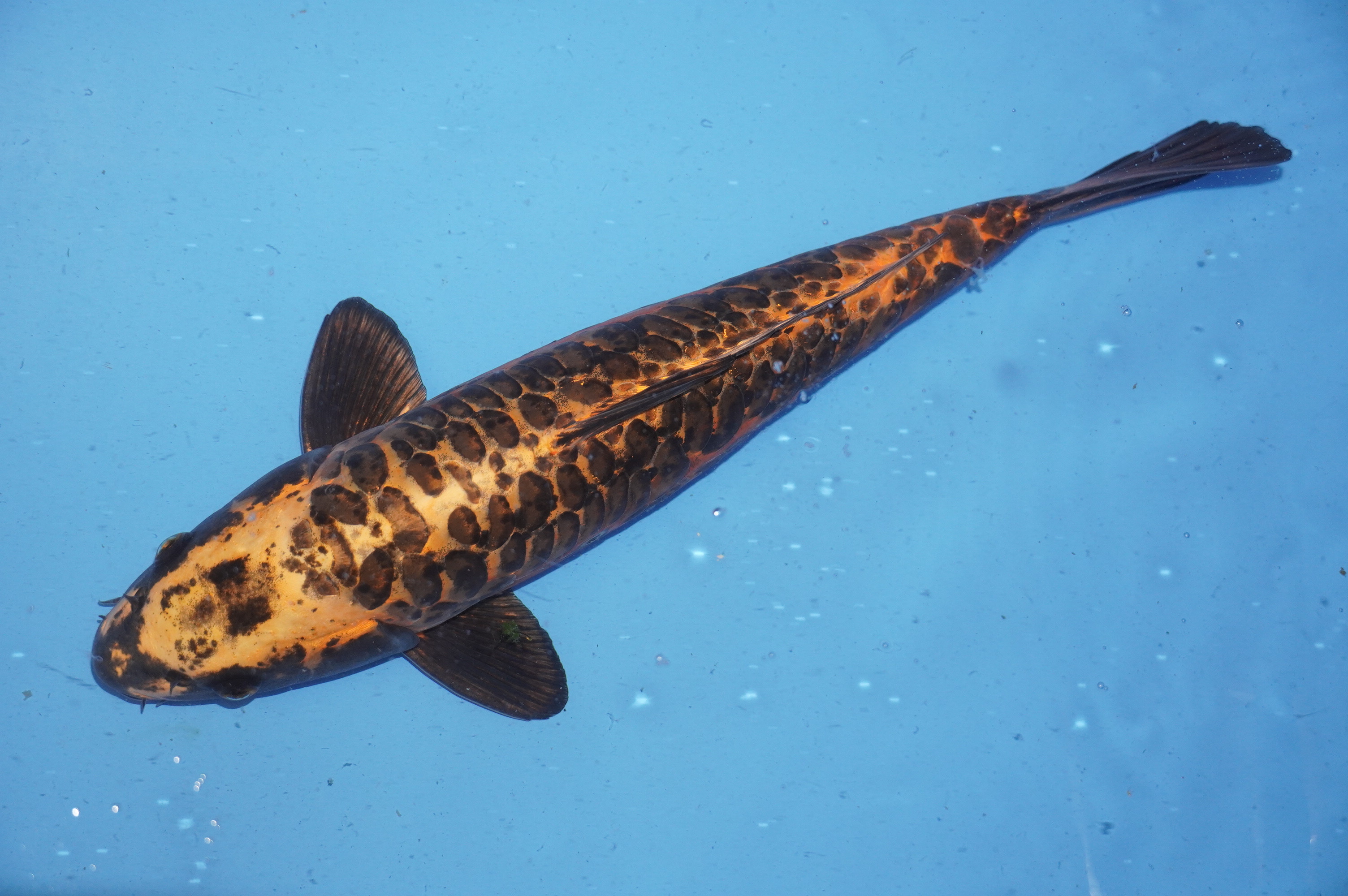 Doitsu Kawarimono (42cm) von der Ozumi Ikarashi Koi Farm (Japan) IdentNr.: 9934