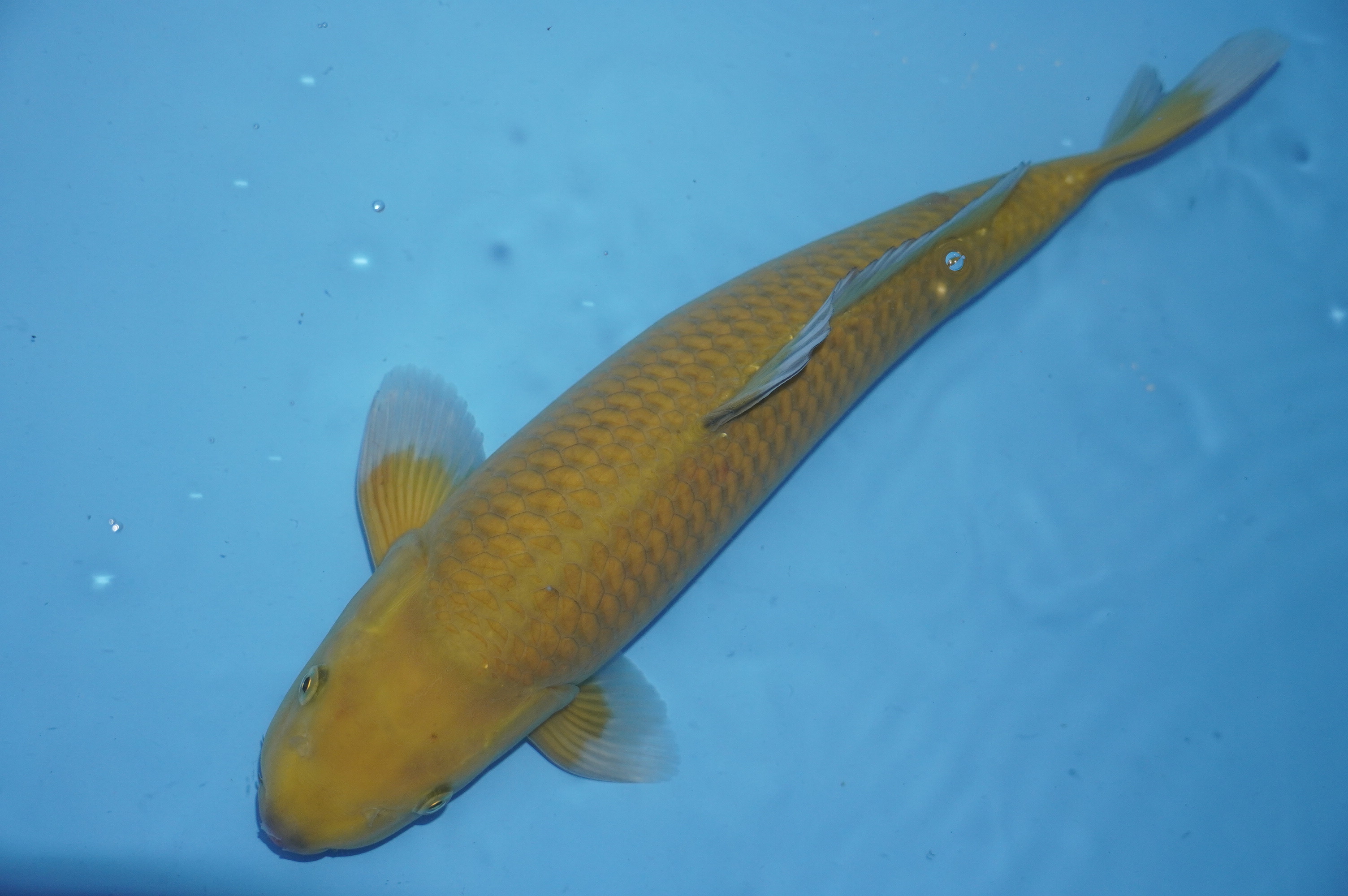 Chagoi (43cm) von der Kanno Koifarm (Japan) IdentNr.: 10181