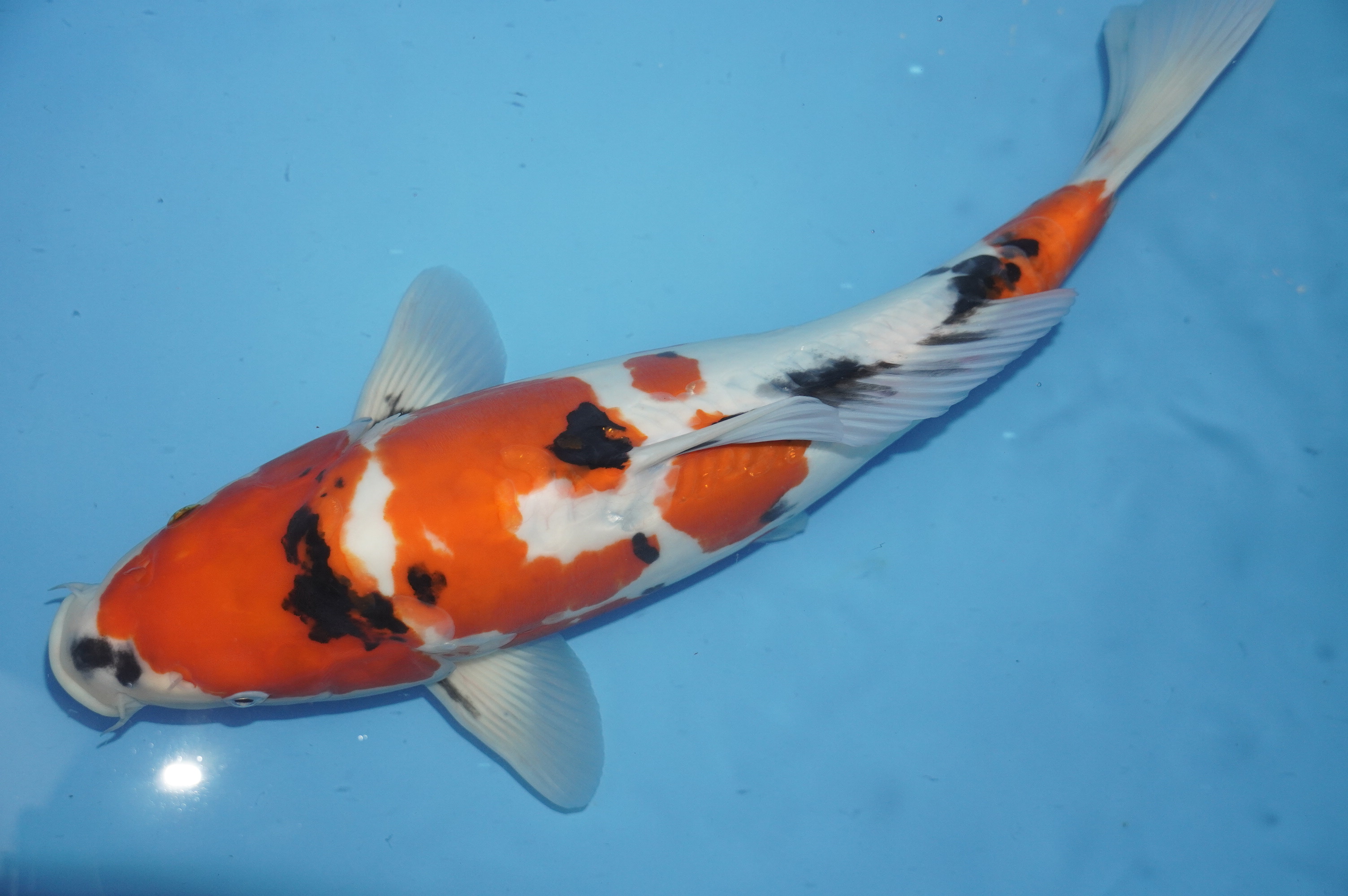 Doitsu Showa (41cm) von der Kanno Koifarm (Japan) IdentNr.: 10178