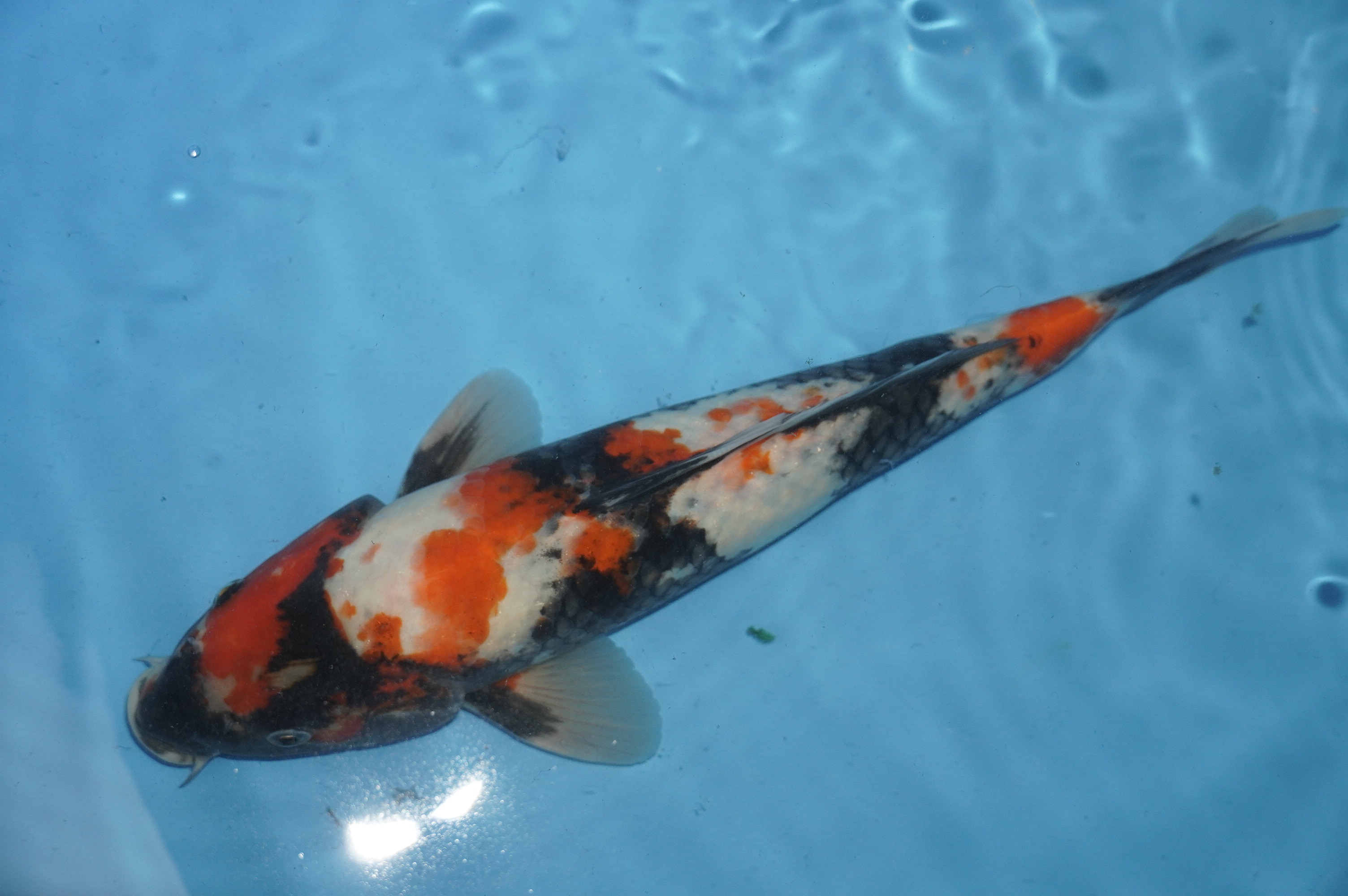 Showa (34cm) von der Miyako Koifarm (Japan) IdentNr.: 10223