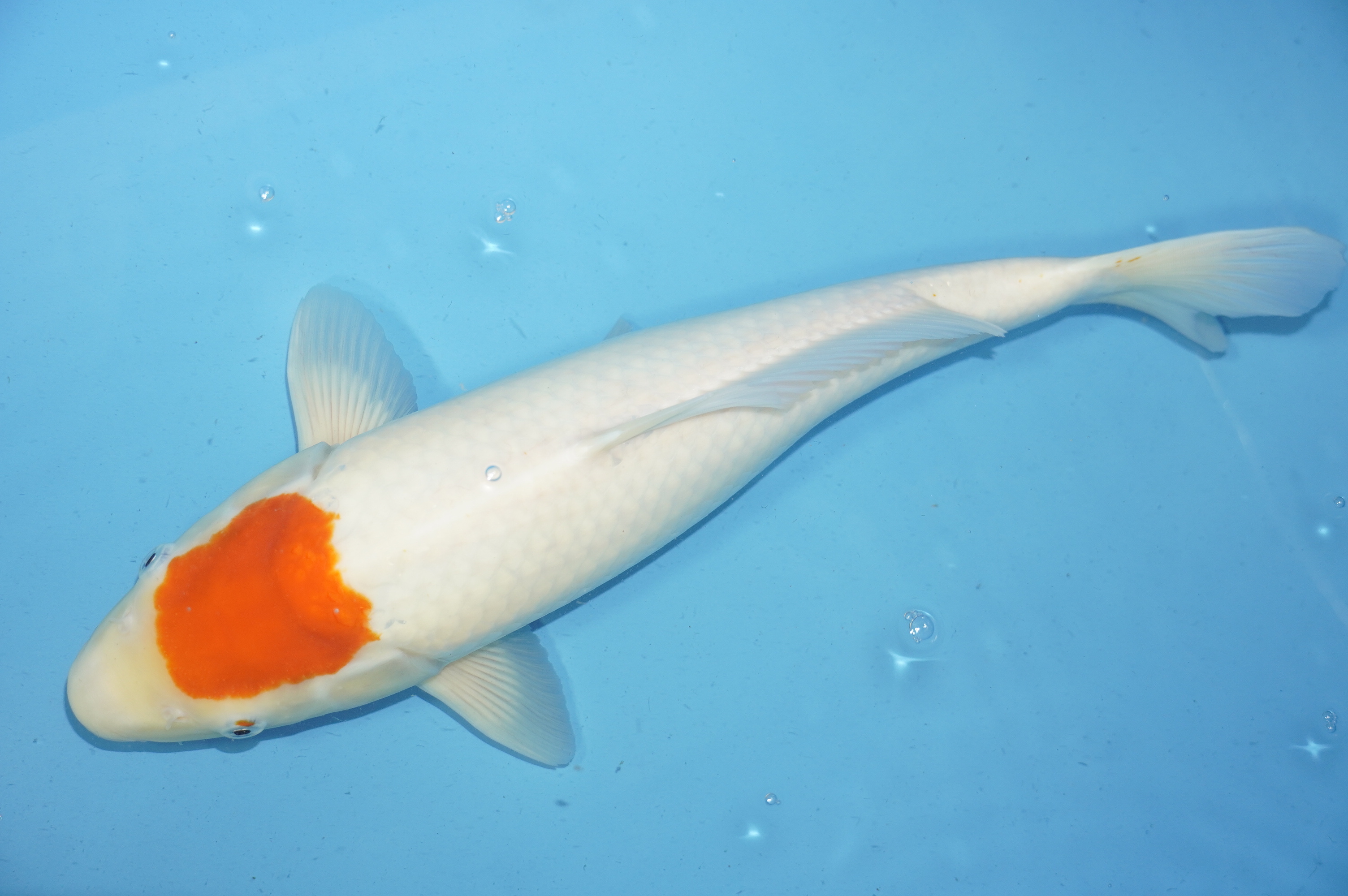 Tancho (45cm) von der Koda Koifarm (Japan) IdentNr.: 9964