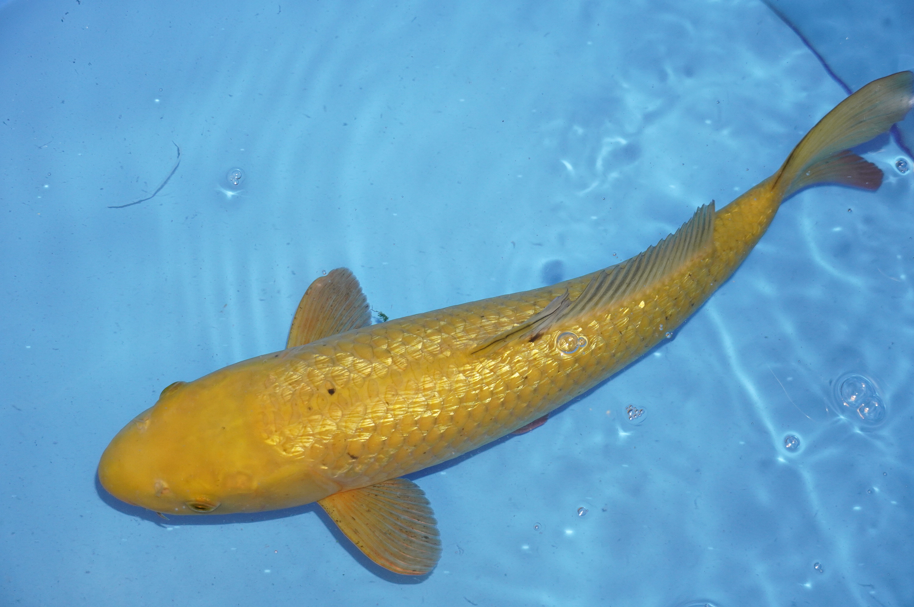 Gin Rin Chagoi (48cm) von der Marusaka Koi Farm (Japan) IdentNr.: 9243