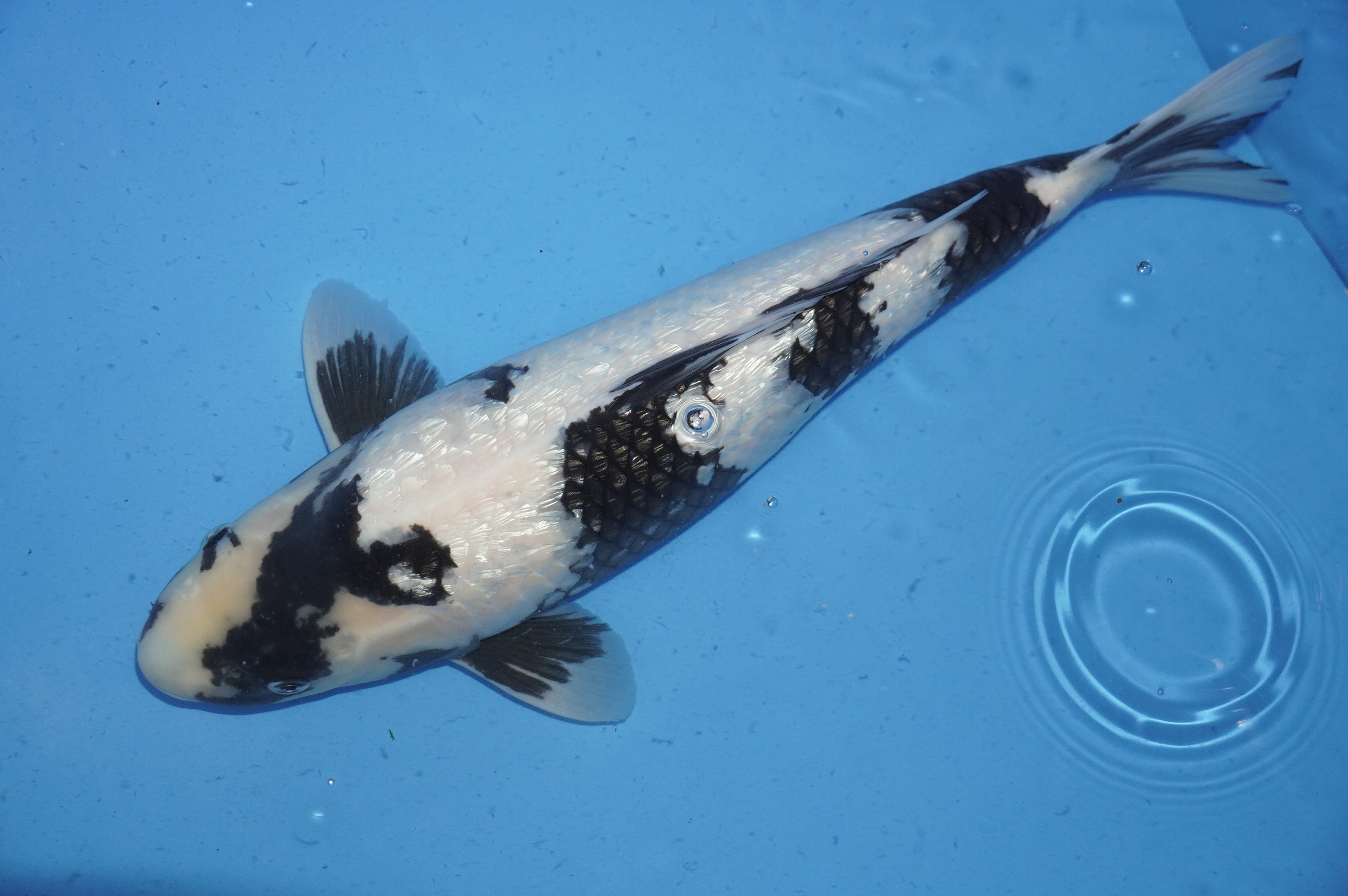 Gin Rin Shiro Utsuri (47cm) von der Miyako Koifarm (Japan) IdentNr.: 9886