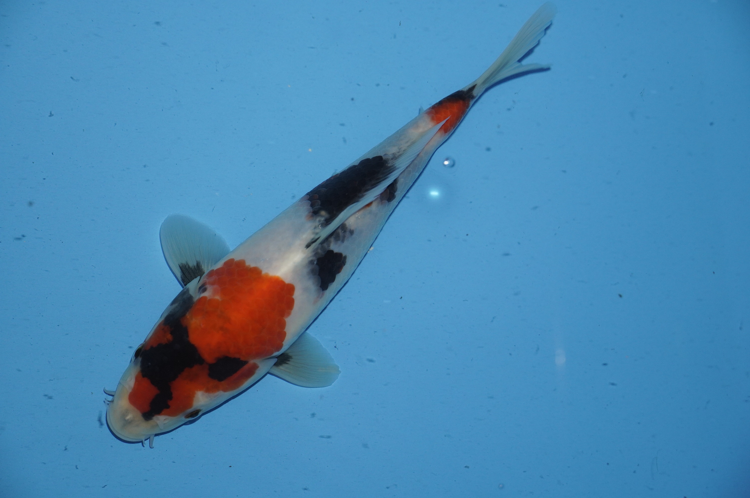 Showa (22cm) von der Yoshino Koi Farm (Japan) IdentNr.: 10050