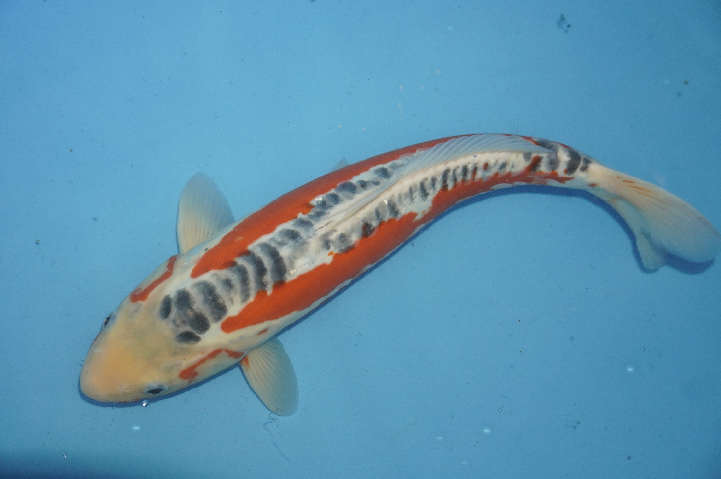 Shusui (37cm) von der Mano Koi Farm (Japan) IdentNr.: 10169